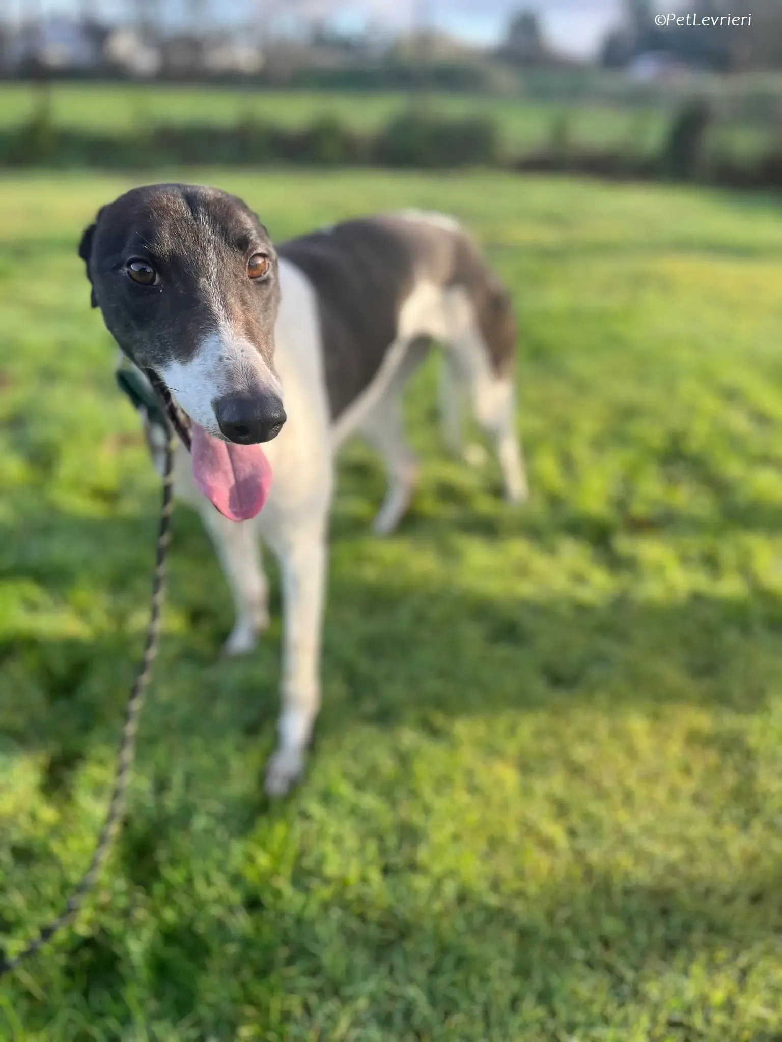 Katie adozione levrieri greyhound 8