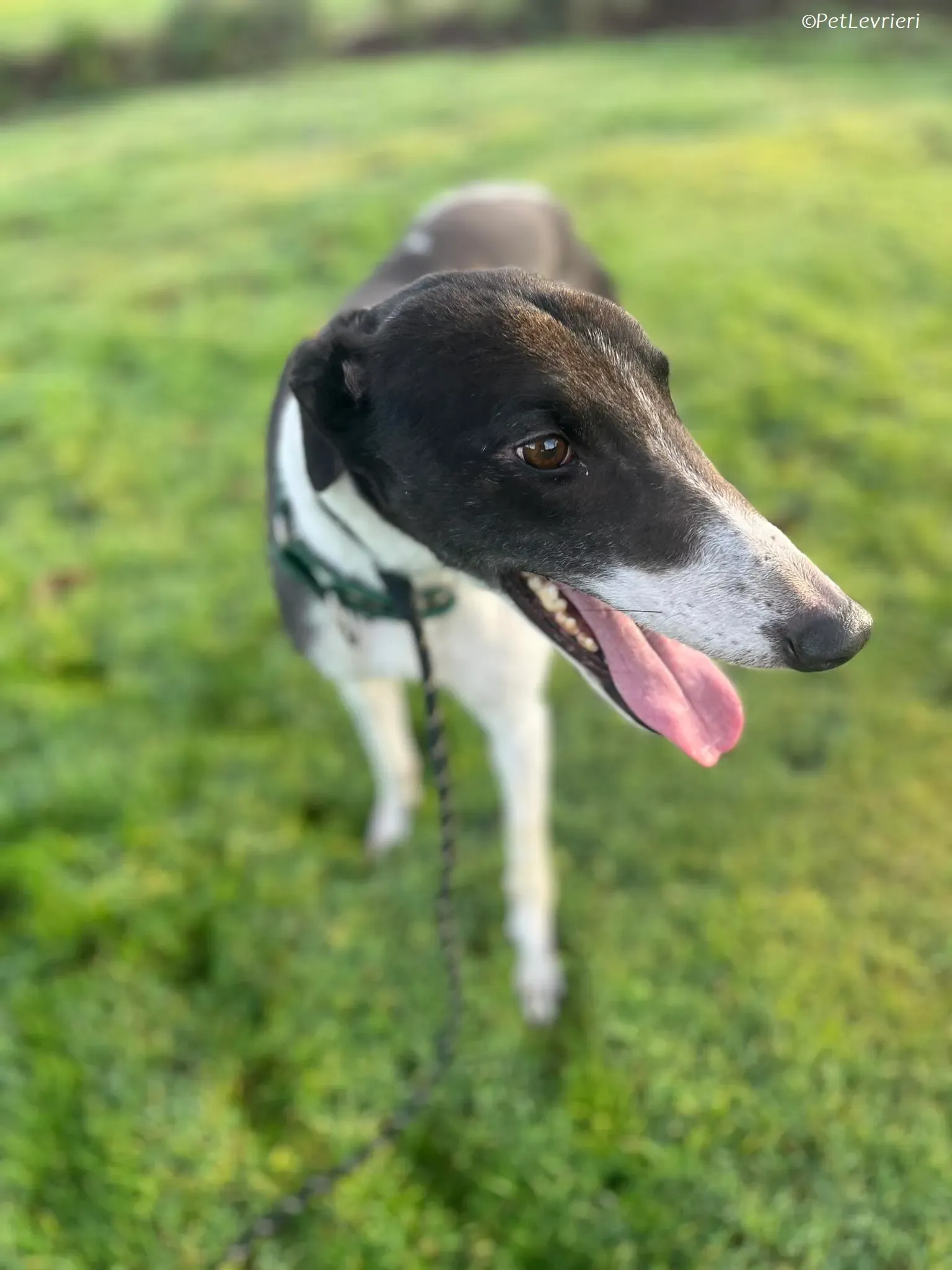 Katie adozione levrieri greyhound 9