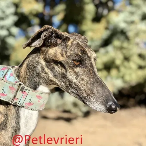 Katrina adozione levrieri galgo 01