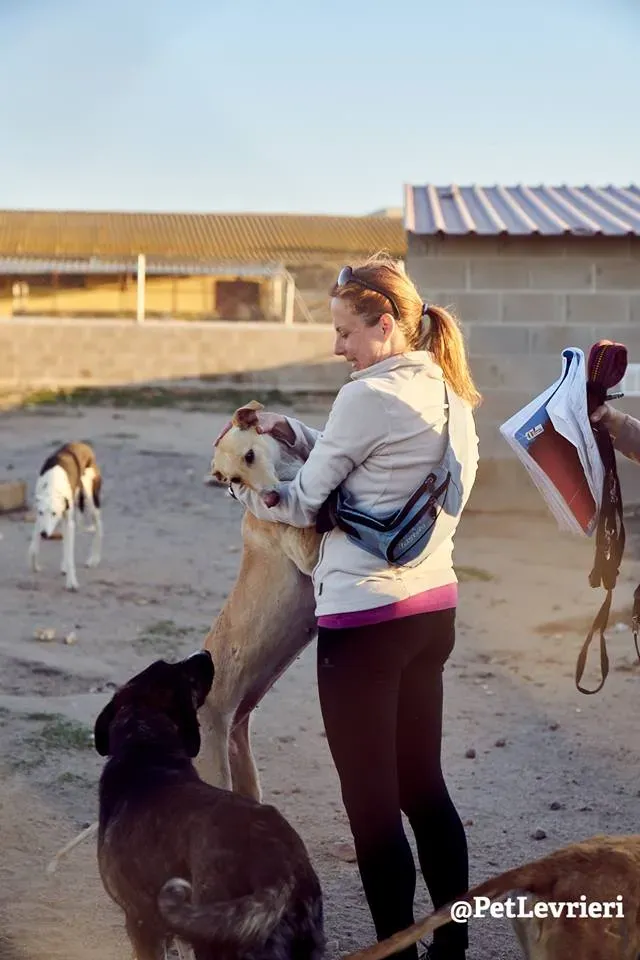 Katrina galgo adozione 1