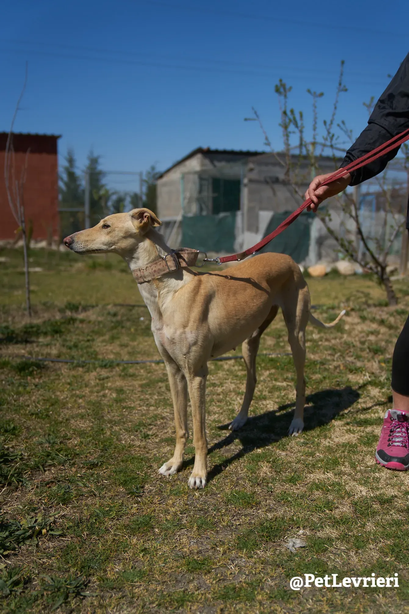 Katrina galgo adozione pet levrieri onlus 11