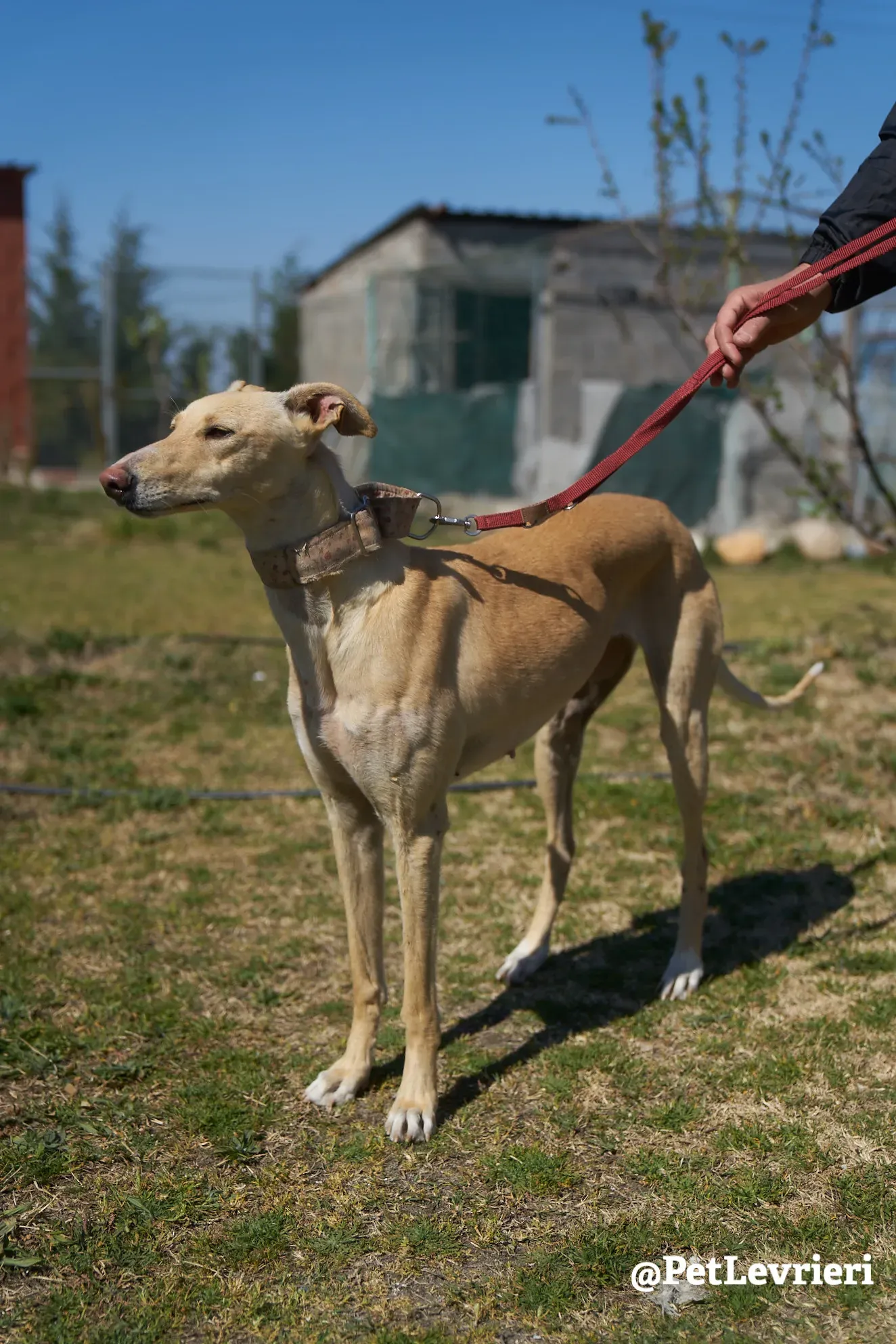 Katrina galgo adozione pet levrieri onlus 12