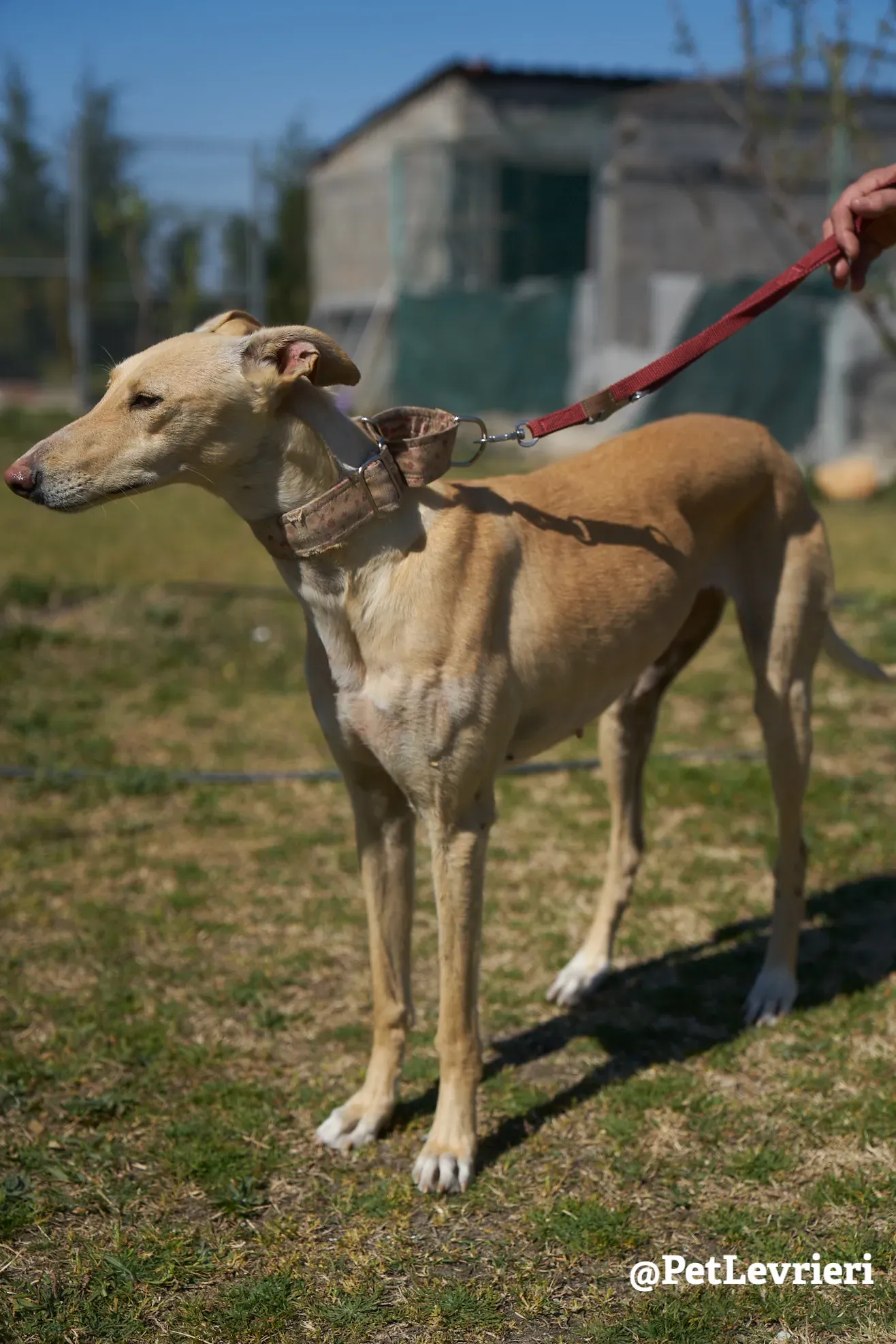 Katrina galgo adozione pet levrieri onlus 13
