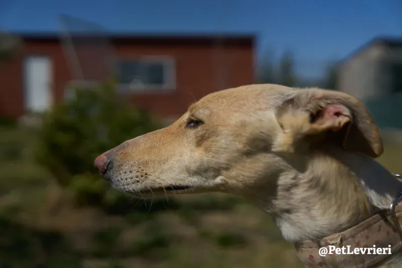 Katrina galgo adozione pet levrieri onlus 15 e1554985564348