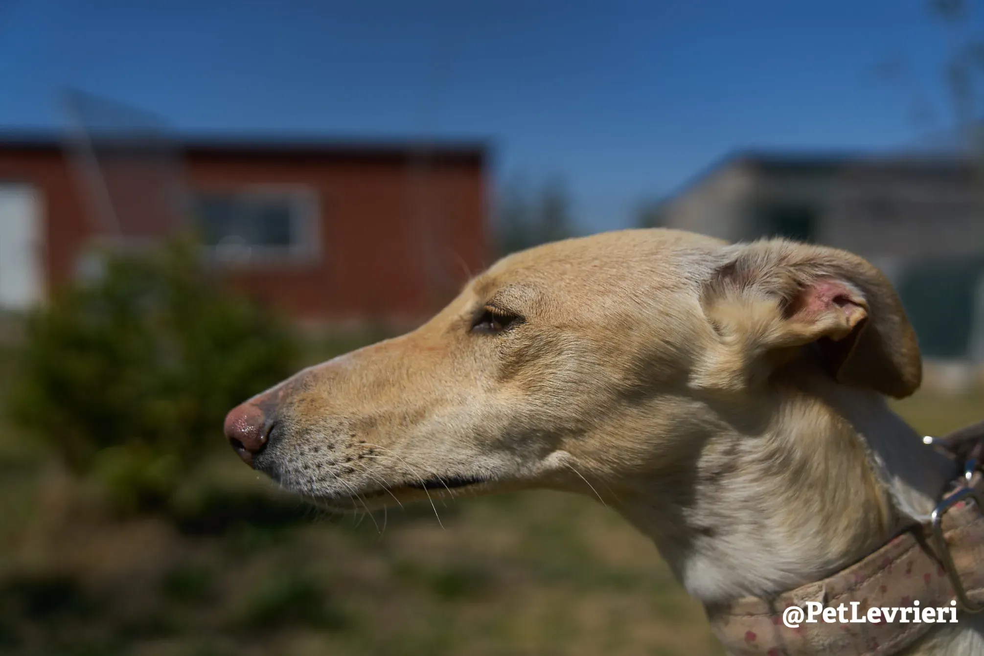 Katrina galgo adozione pet levrieri onlus 16