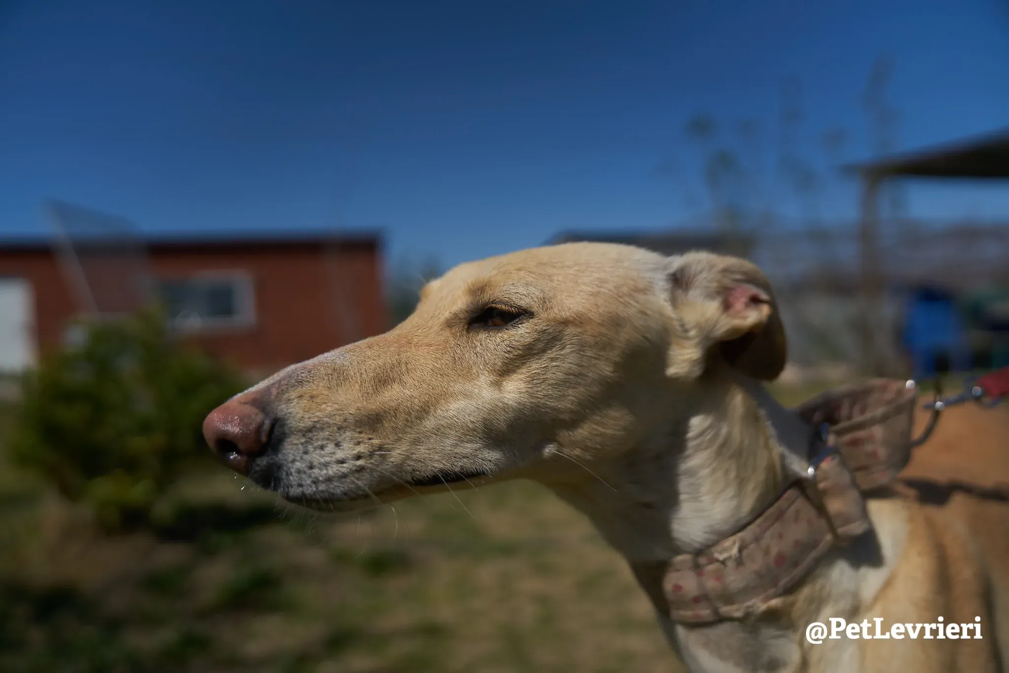 Katrina galgo adozione pet levrieri onlus 17