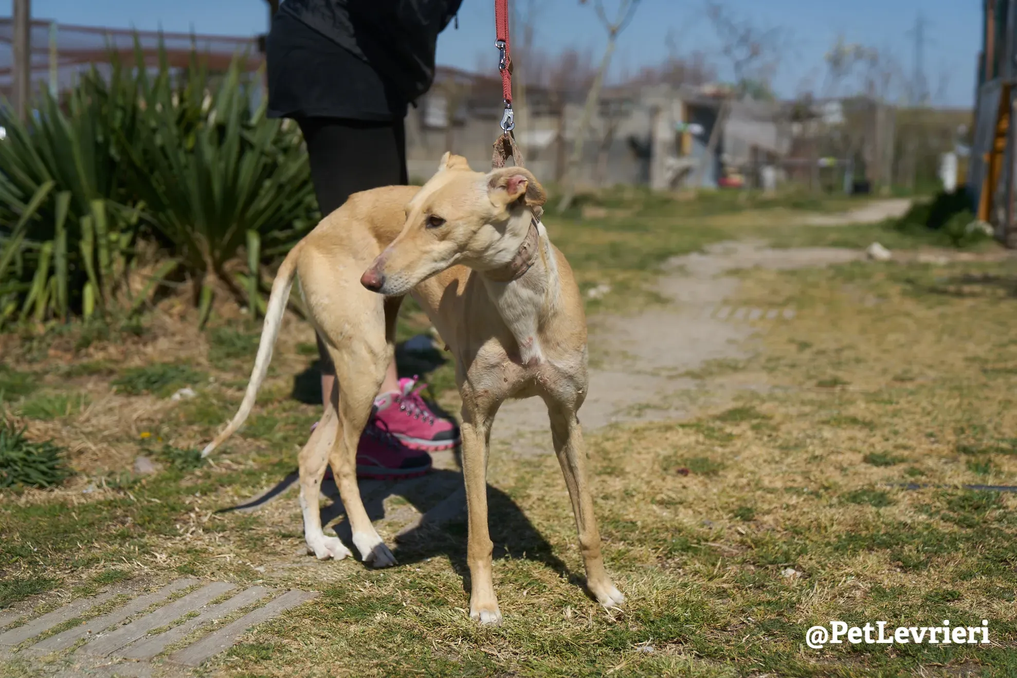 Katrina galgo adozione pet levrieri onlus 19