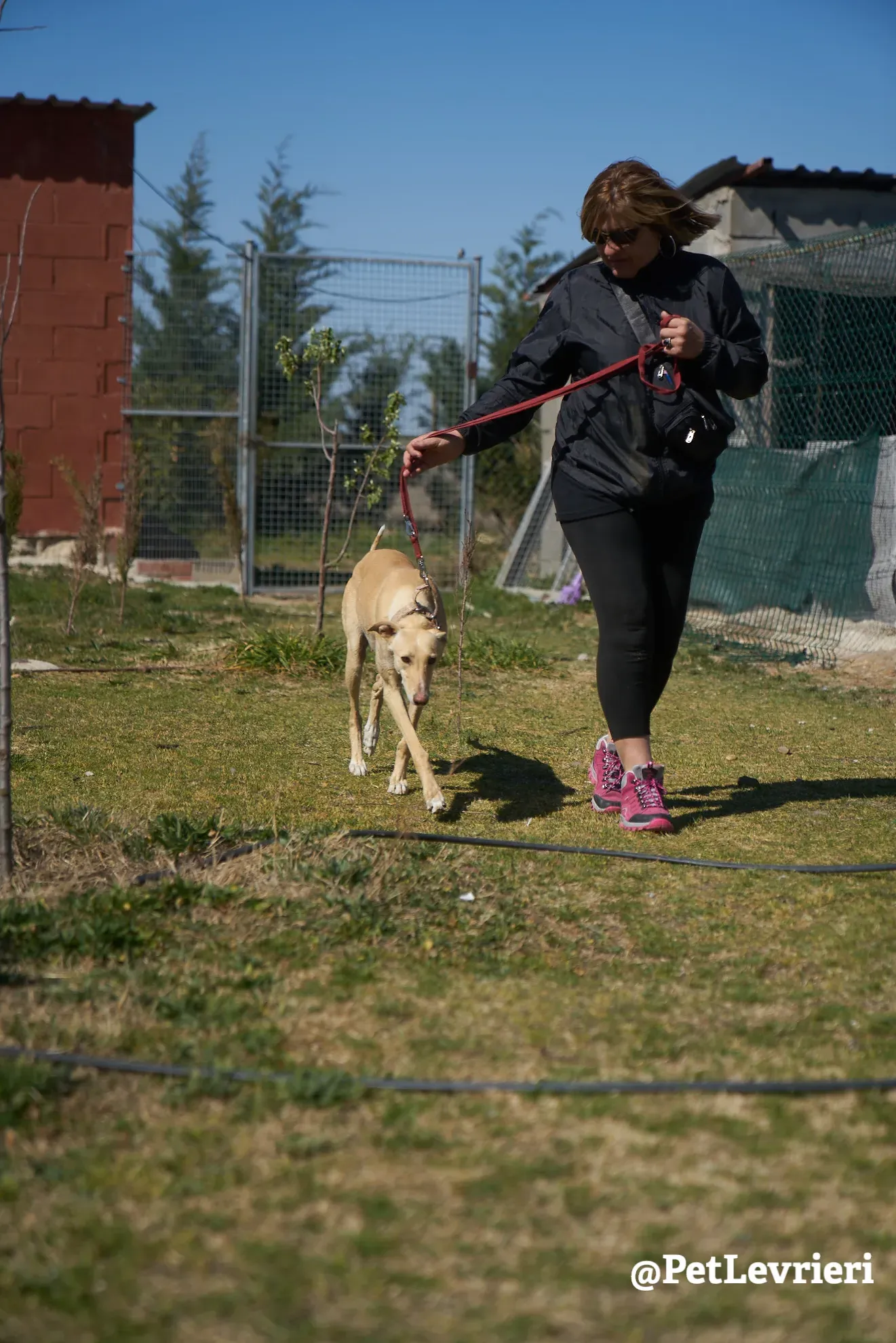Katrina galgo adozione pet levrieri onlus 2
