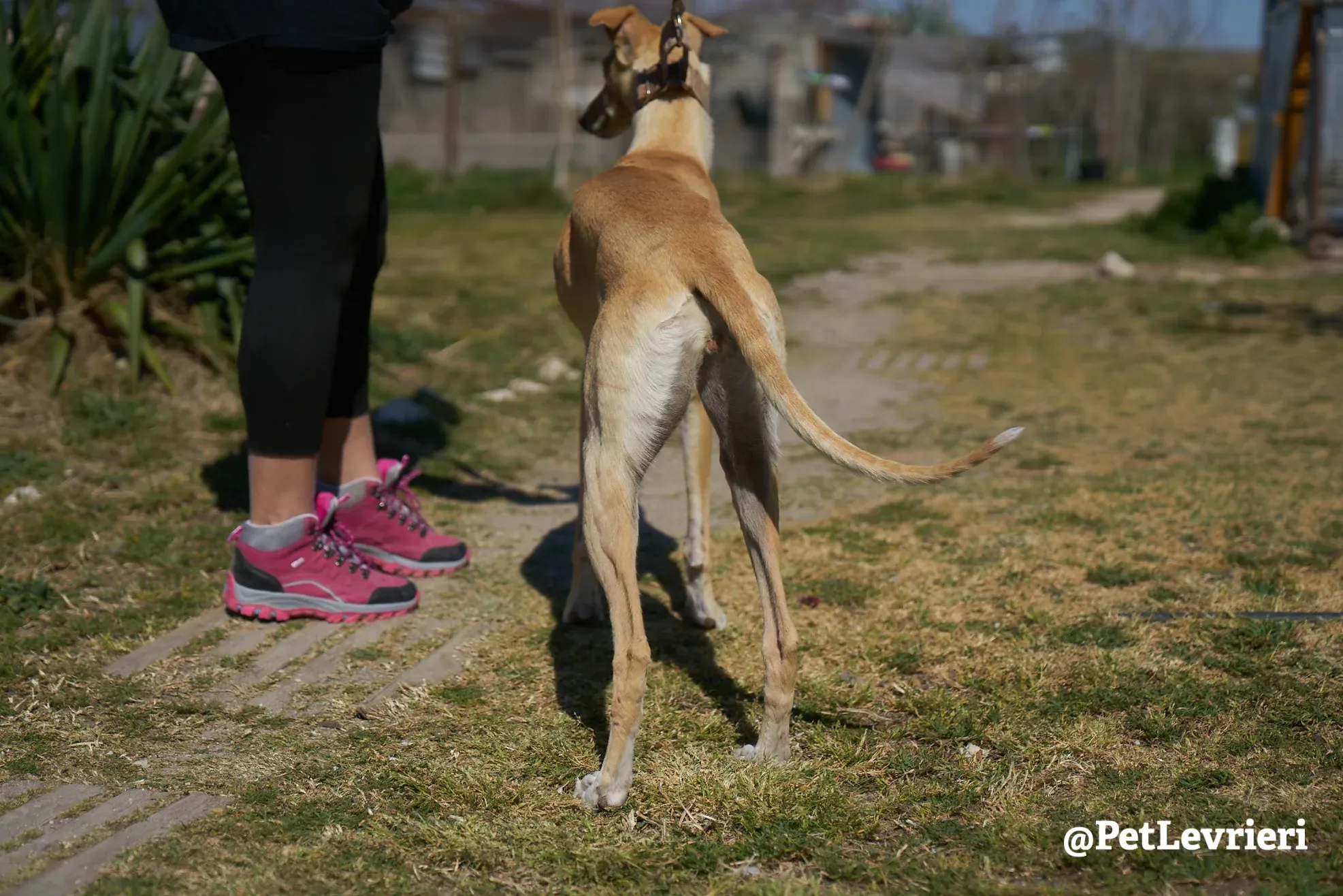 Katrina galgo adozione pet levrieri onlus 21