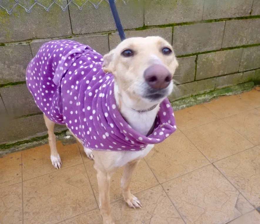 Katrina galgo adozione pet levrieri onlus 23