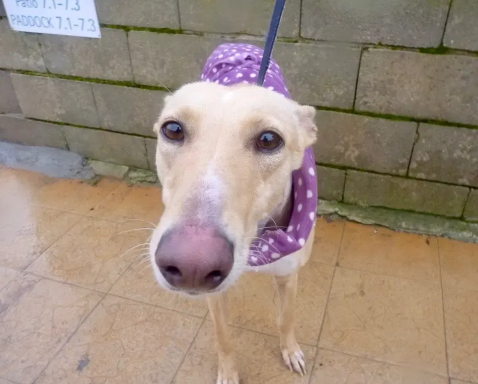 Katrina galgo adozione pet levrieri onlus 24