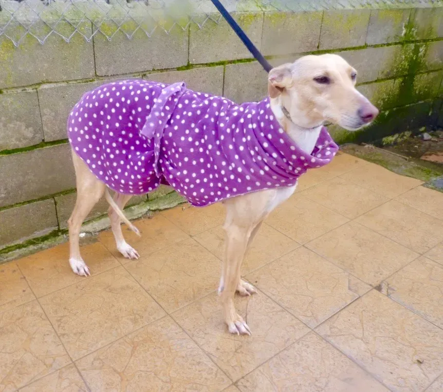 Katrina galgo adozione pet levrieri onlus 25