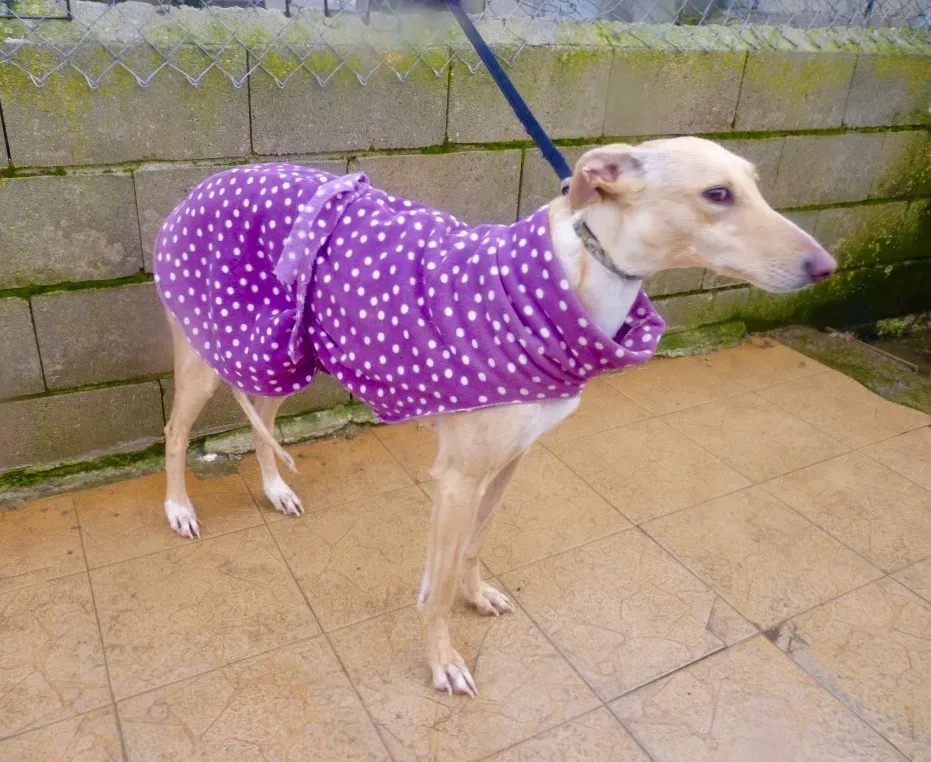 Katrina galgo adozione pet levrieri onlus 26