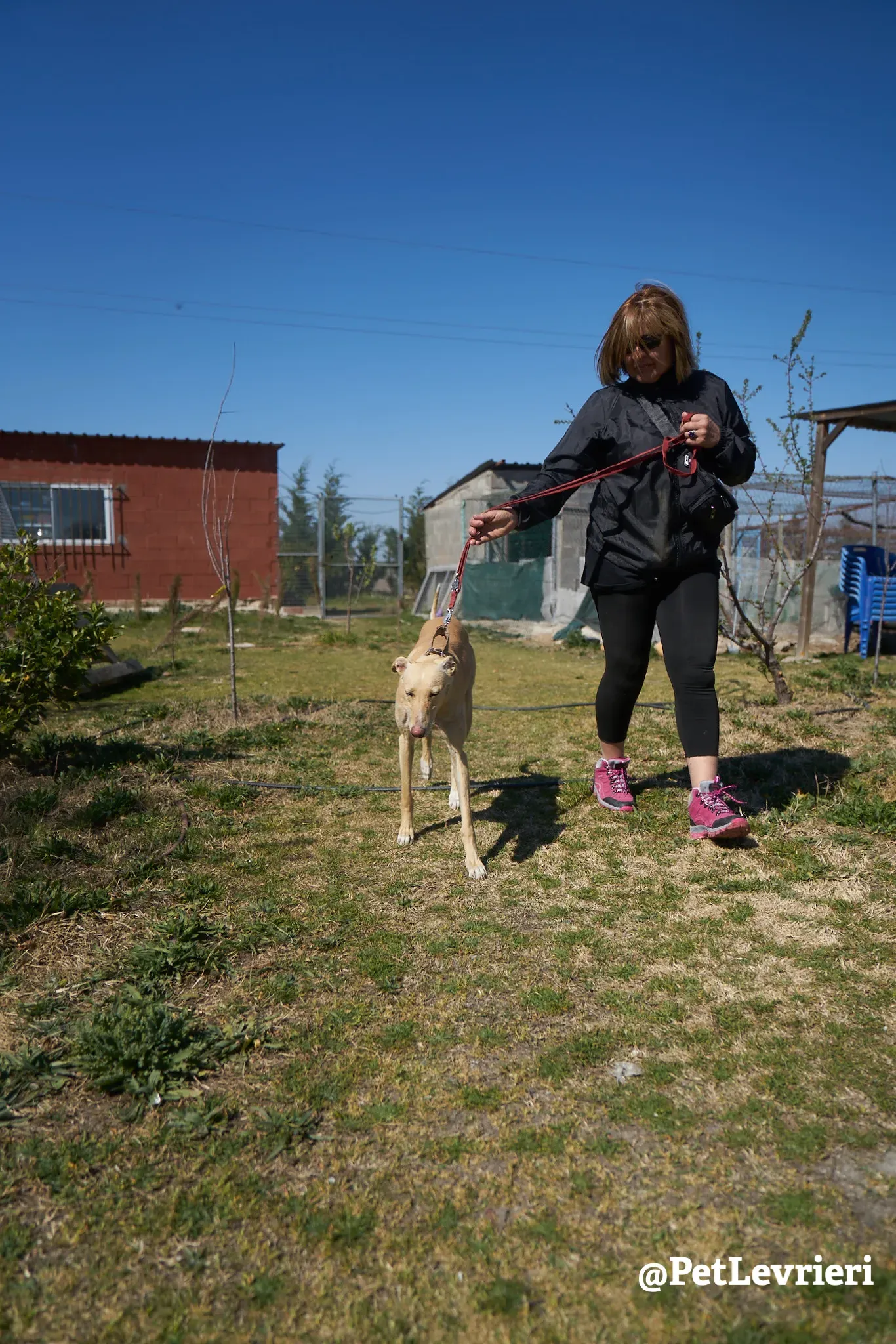Katrina galgo adozione pet levrieri onlus 6