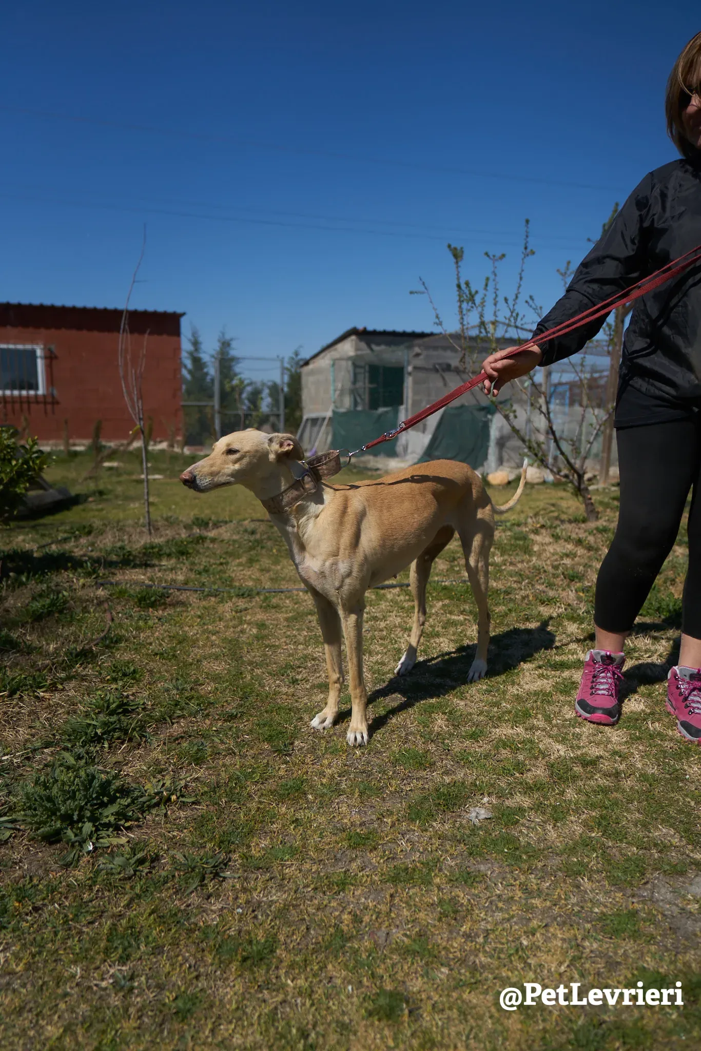Katrina galgo adozione pet levrieri onlus 9