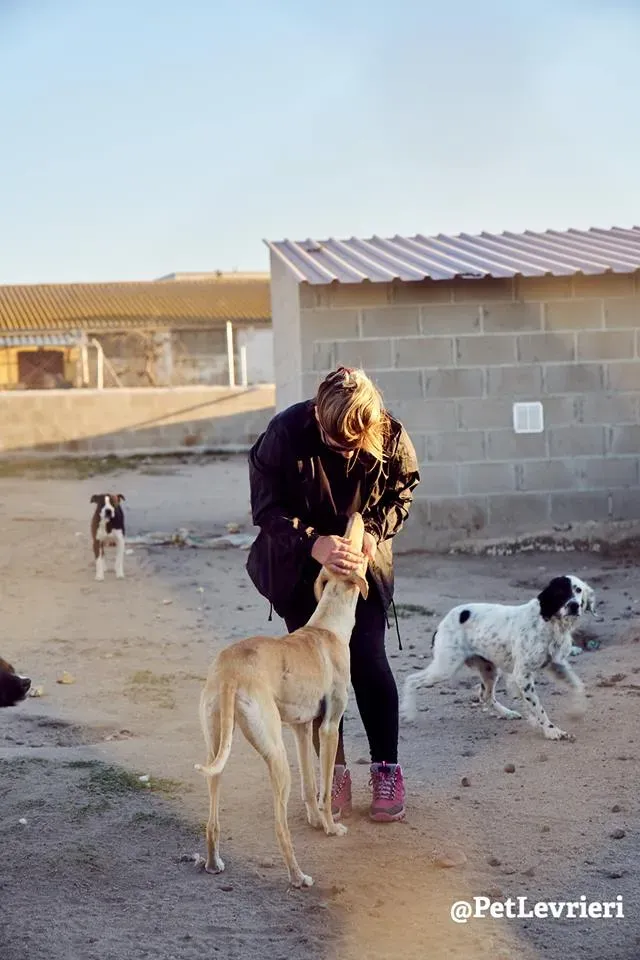 Katrina galgo adozione