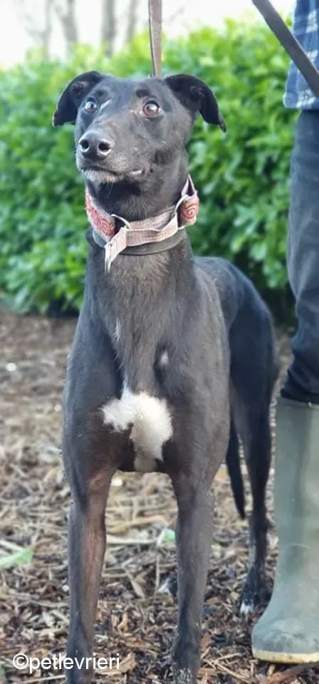 Kaur adozione levrieri greyhound 1 1