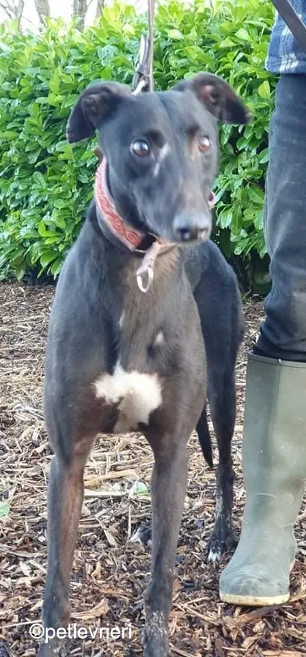 Kaur adozione levrieri greyhound 2