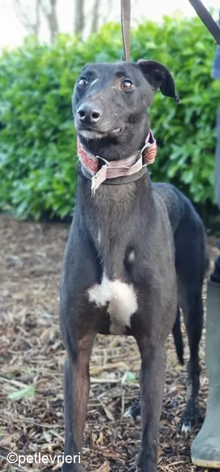 Kaur adozione levrieri greyhound 3 1