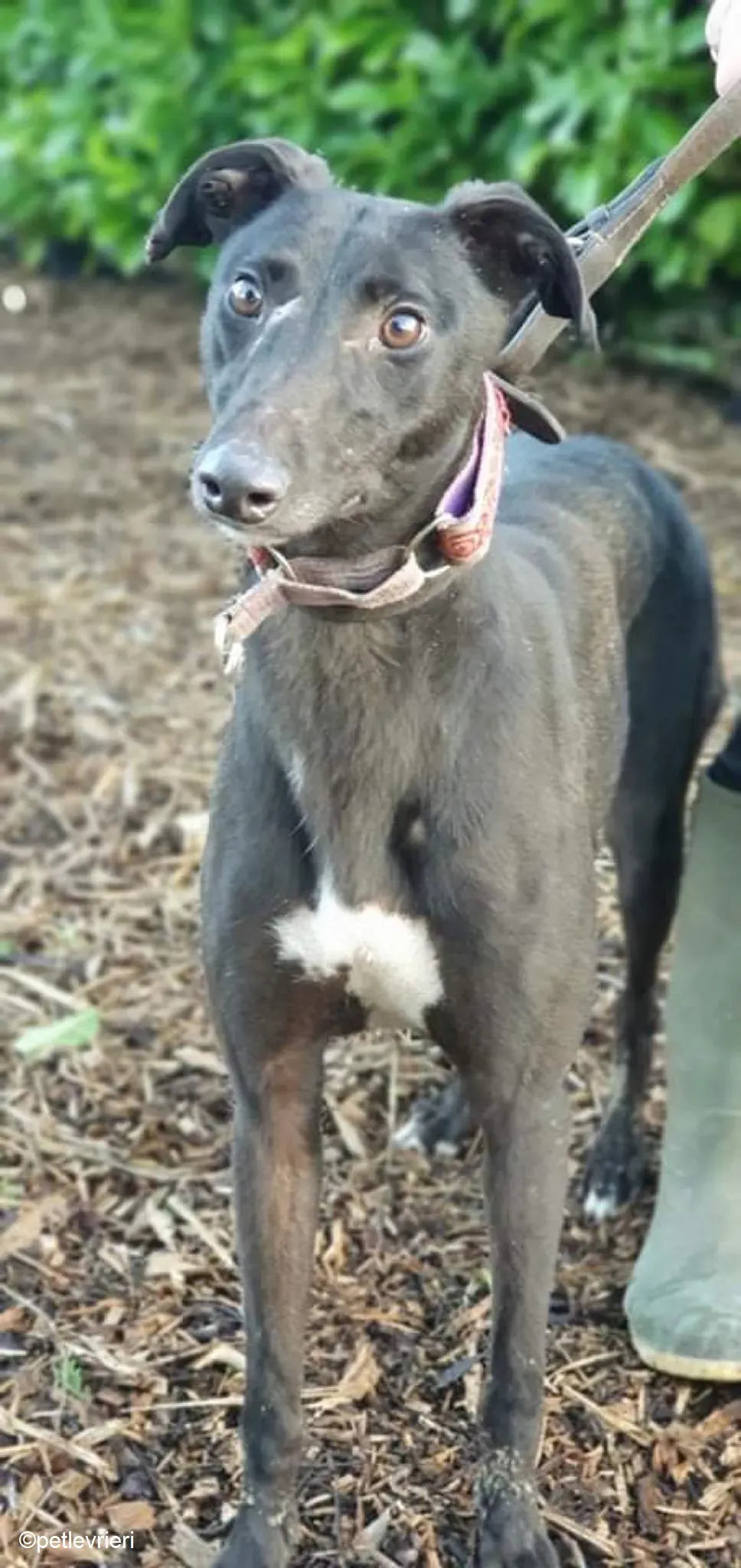 Kaur adozione levrieri greyhound 4 1