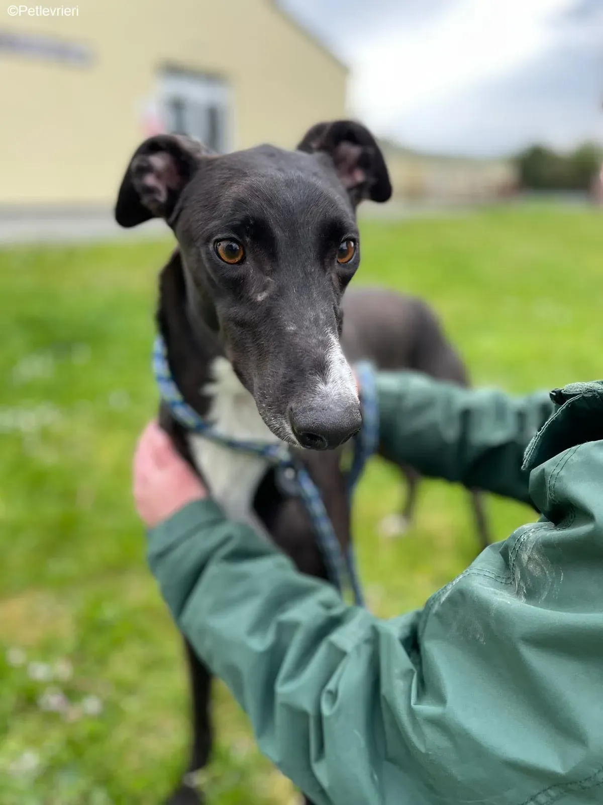 Keano adozione levrieri greyhound 1