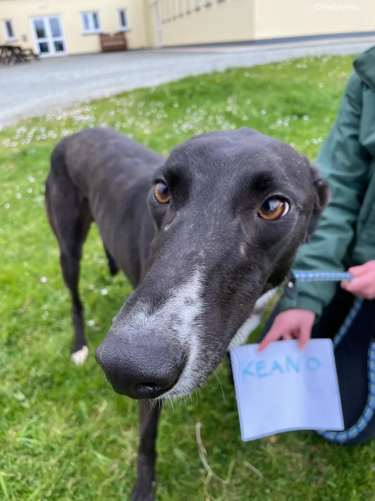 Keano adozione levrieri greyhound 10