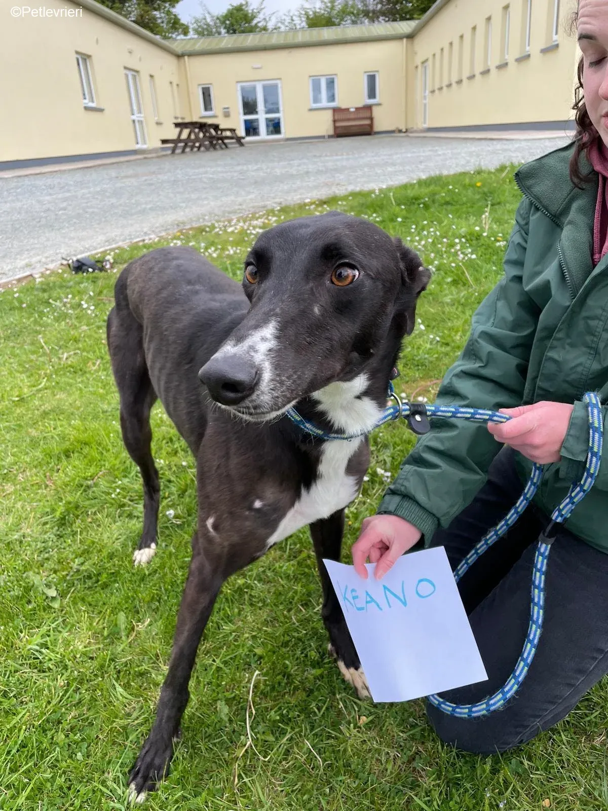 Keano adozione levrieri greyhound 11