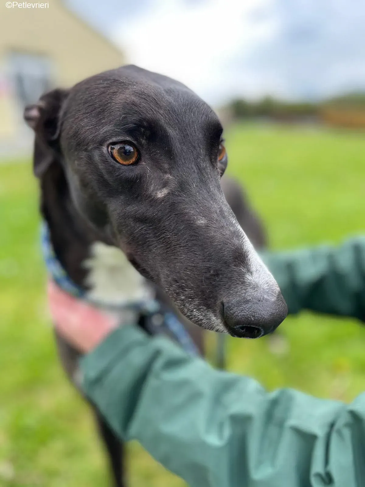 Keano adozione levrieri greyhound 2