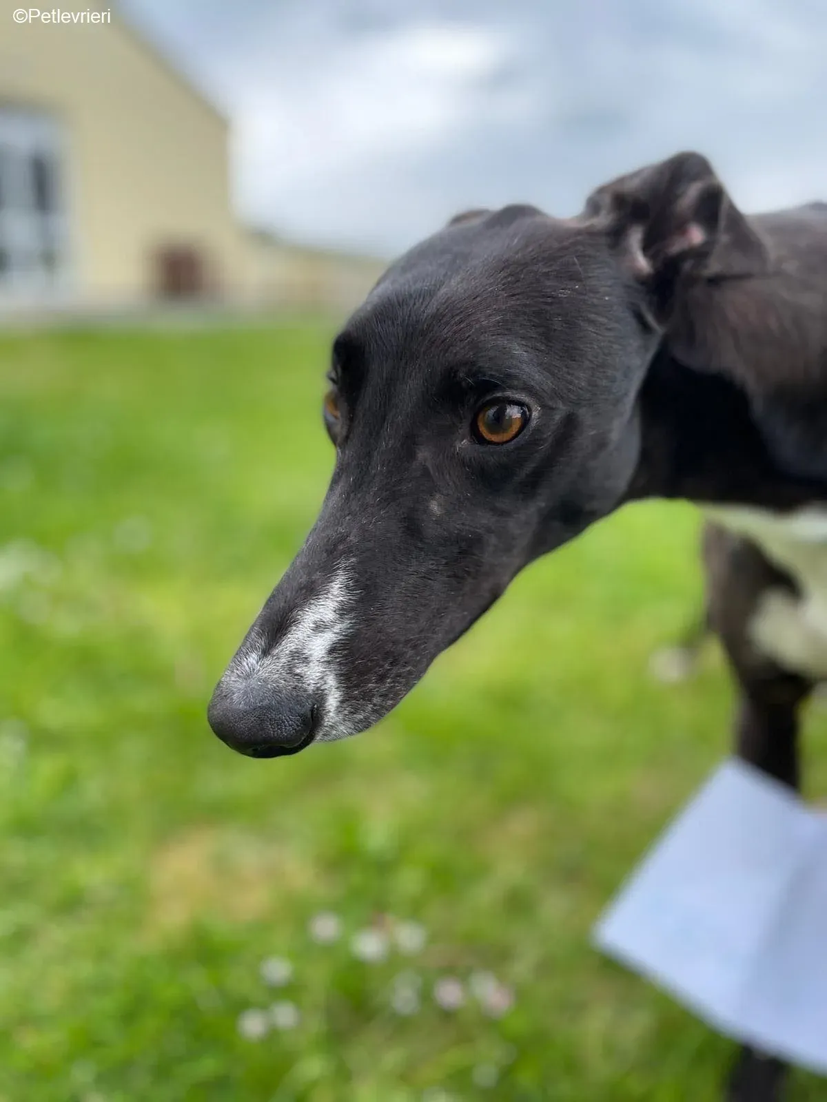 Keano adozione levrieri greyhound 3