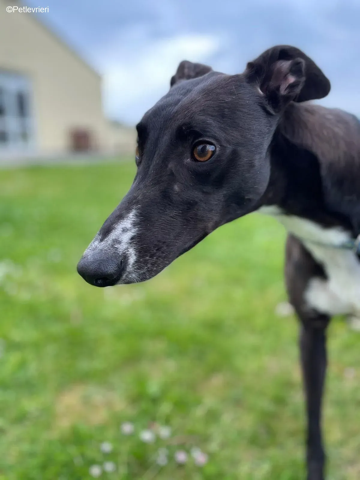 Keano adozione levrieri greyhound 4