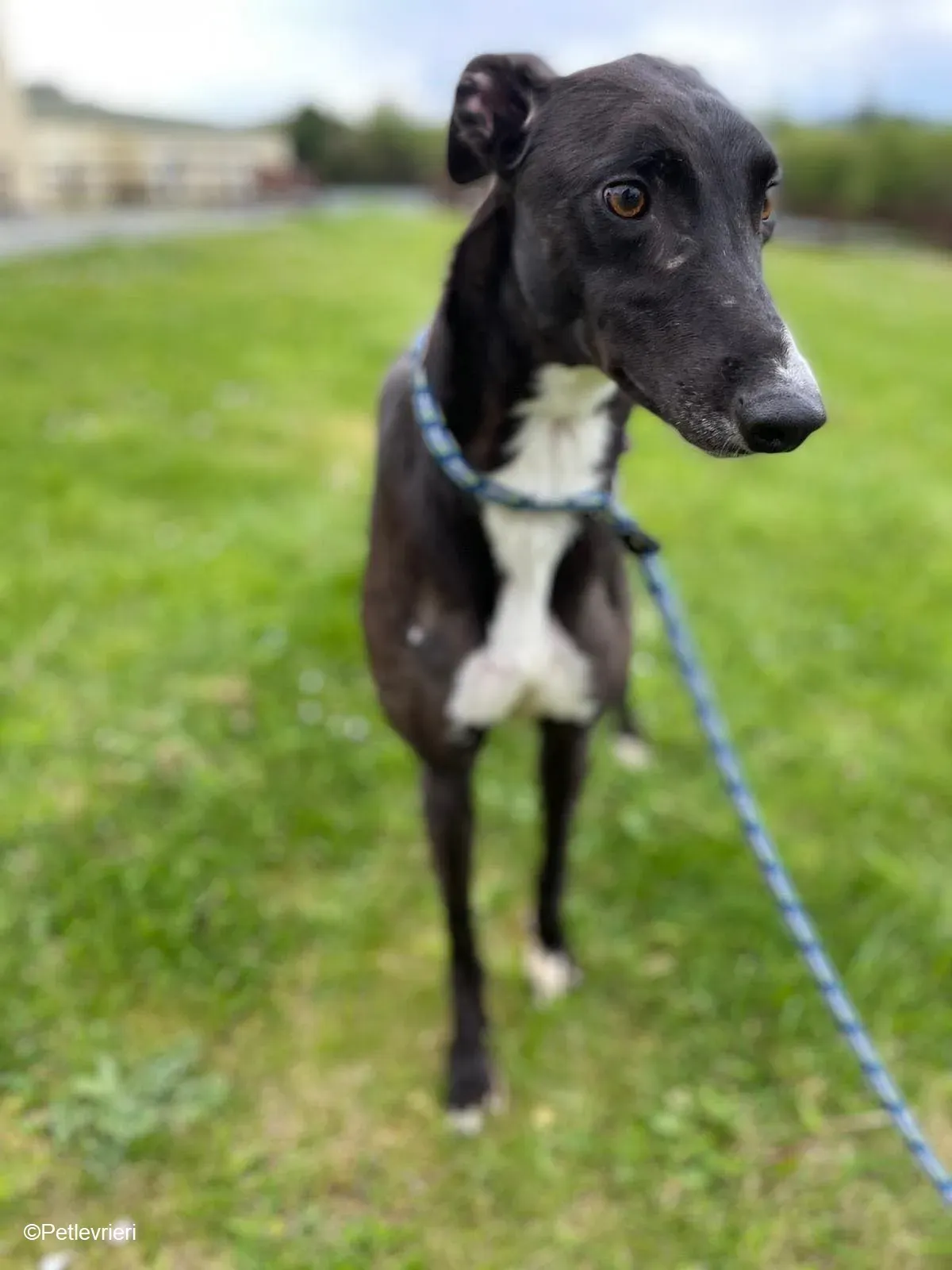 Keano adozione levrieri greyhound 5