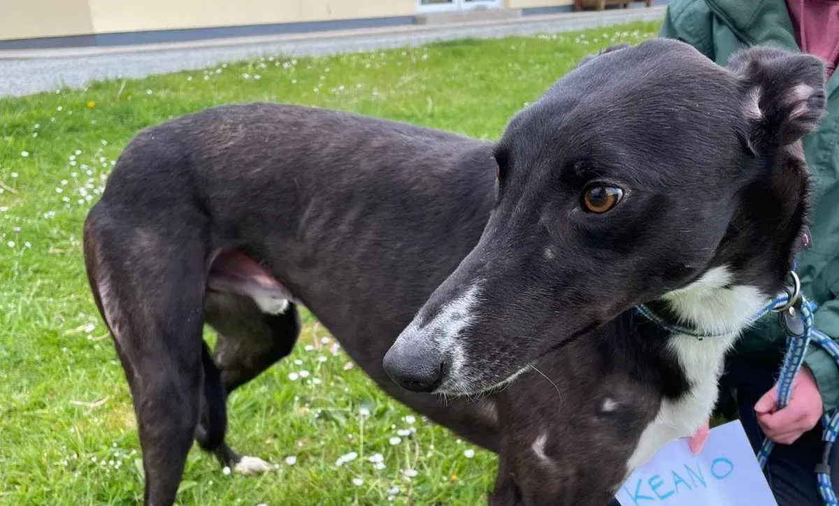 Keano adozione levrieri greyhound 6 e1619887138696