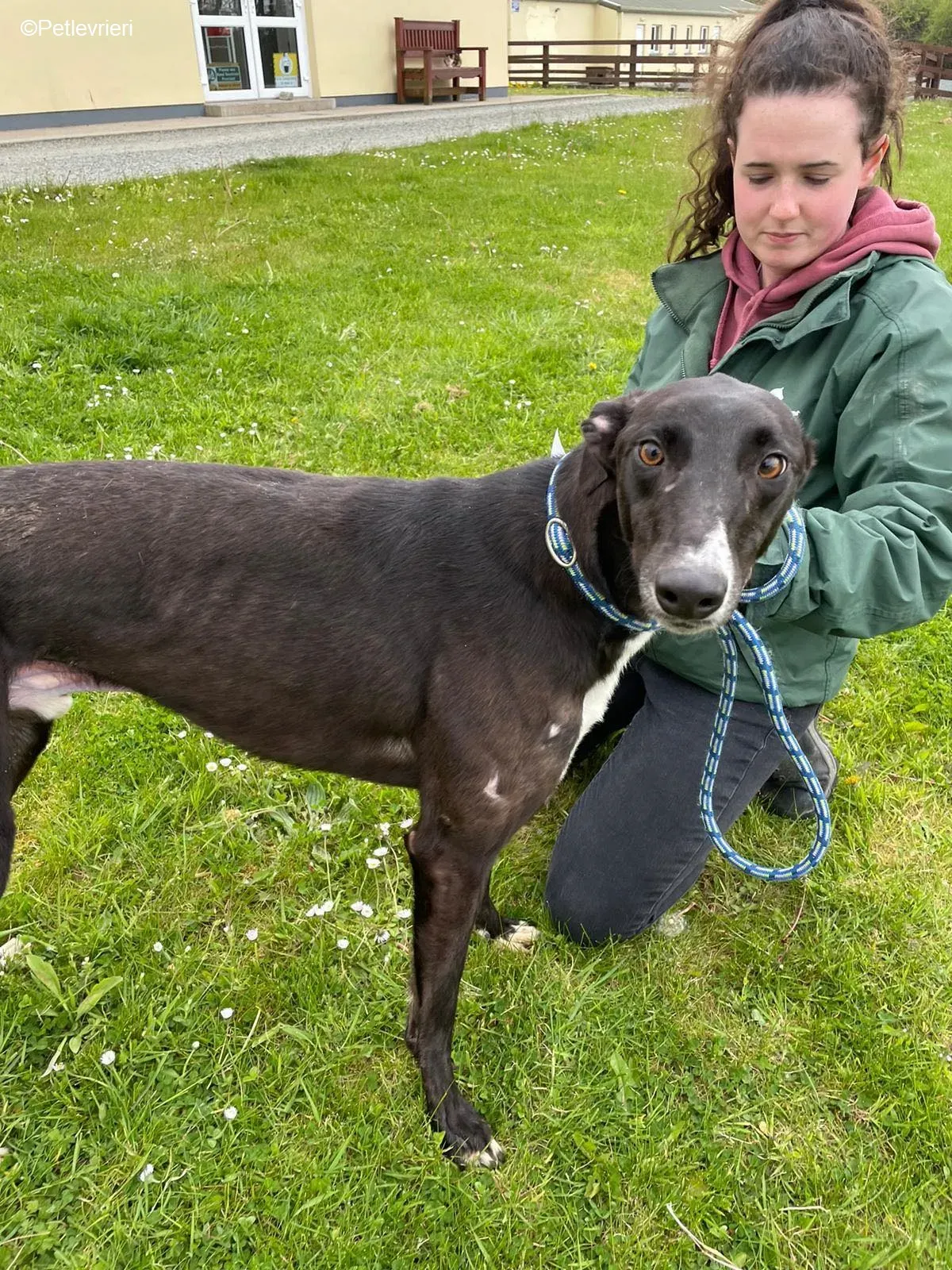 Keano adozione levrieri greyhound 8