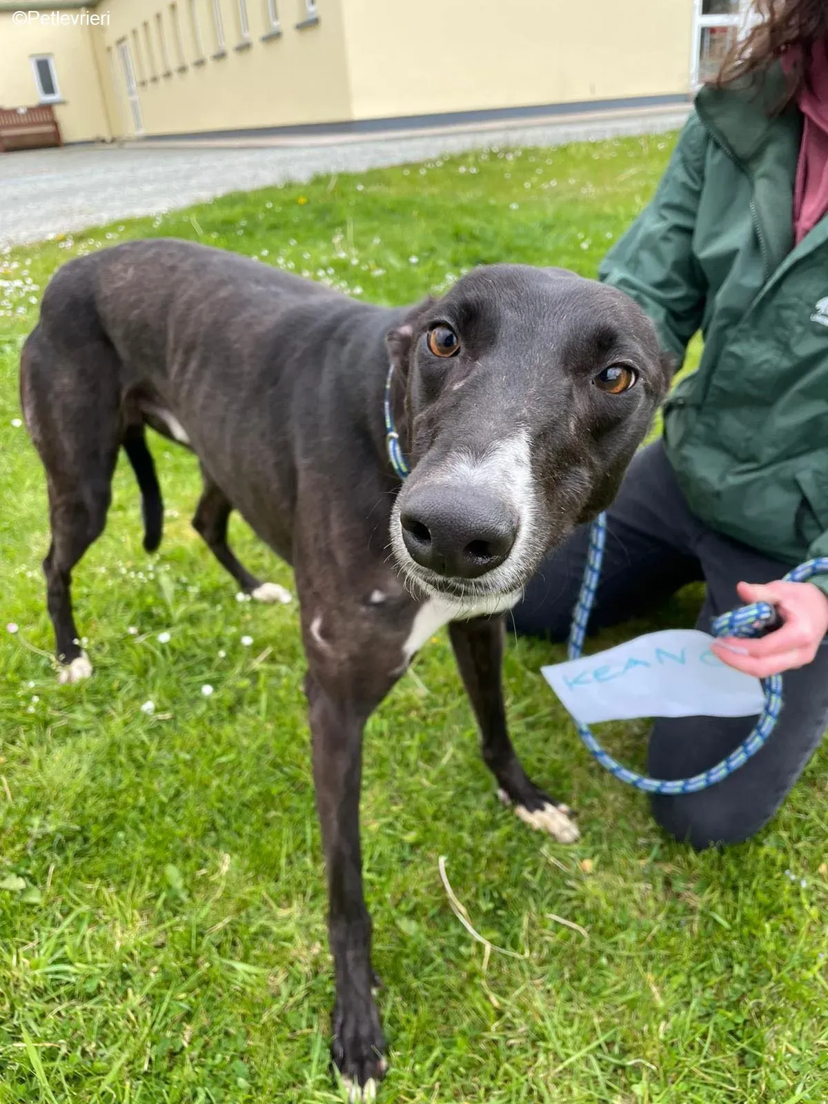 Keano adozione levrieri greyhound 9