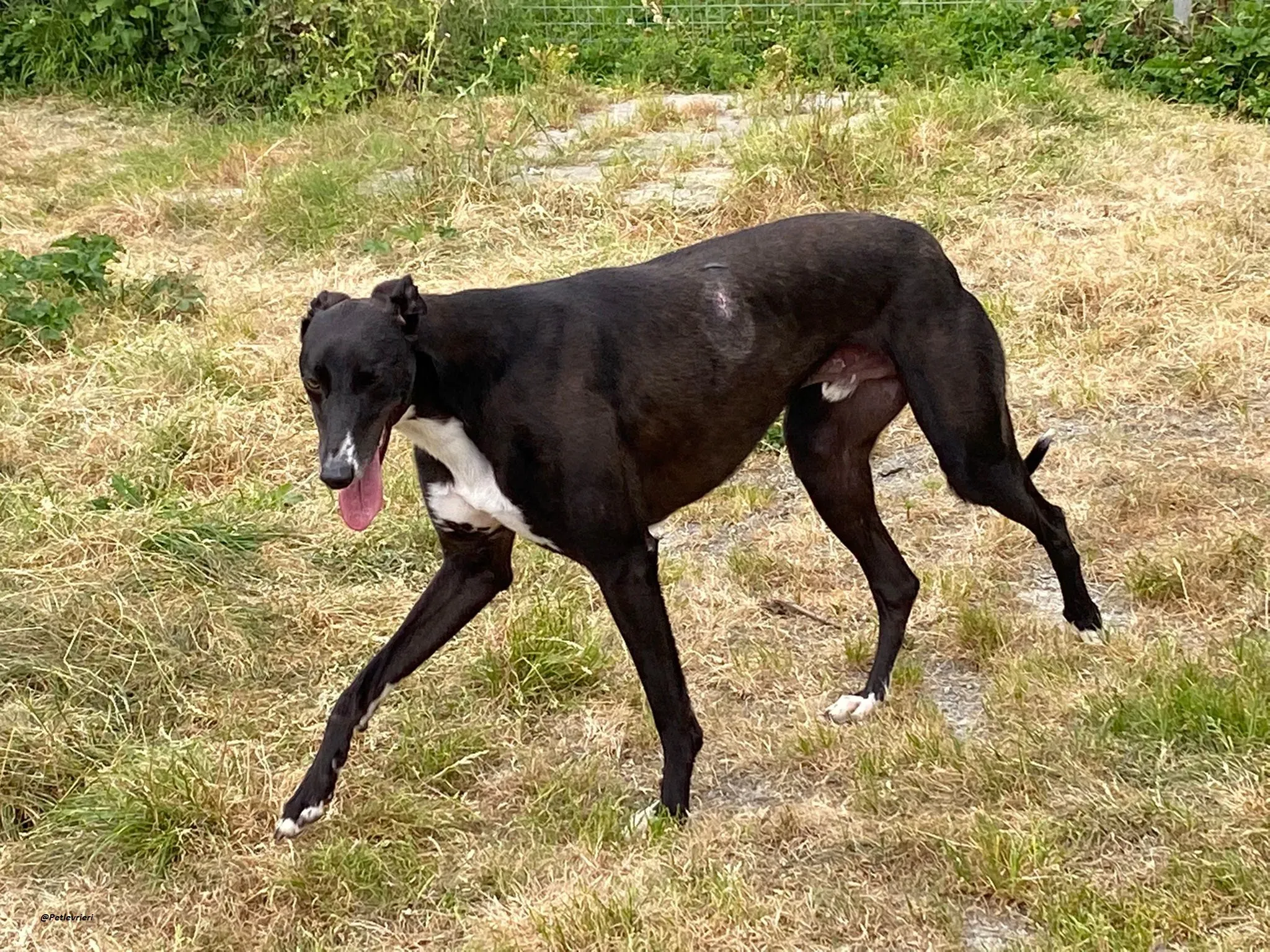 Keano greyhound adozionelevrieri 1