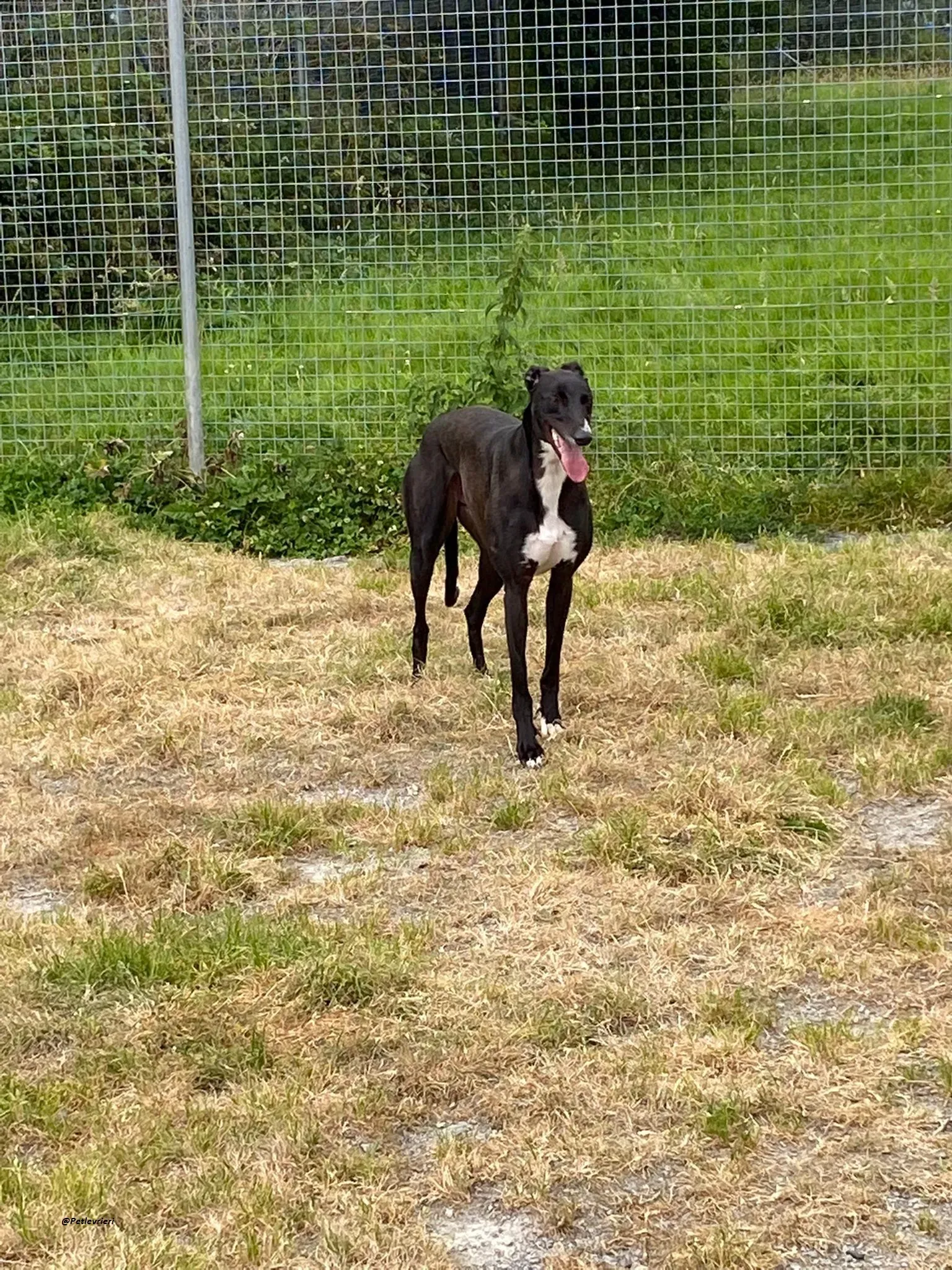 Keano greyhound adozionelevrieri 2
