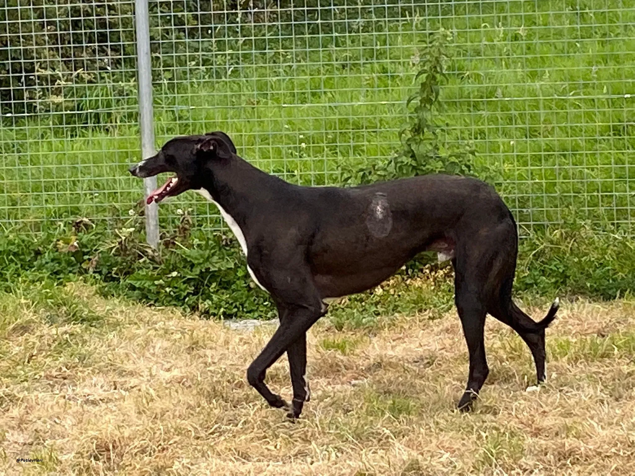 Keano greyhound adozionelevrieri 3