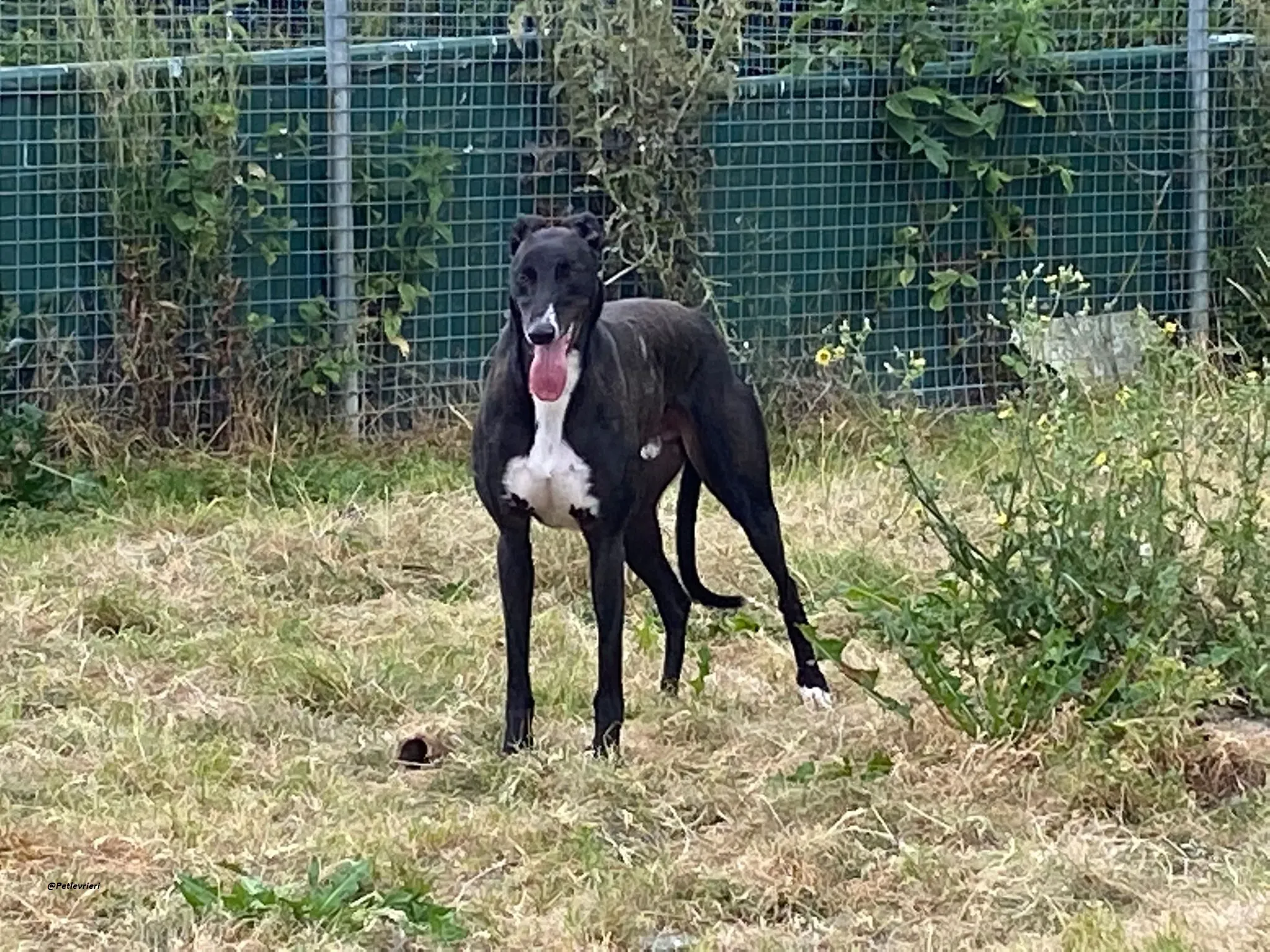 Keano greyhound adozionelevrieri 4