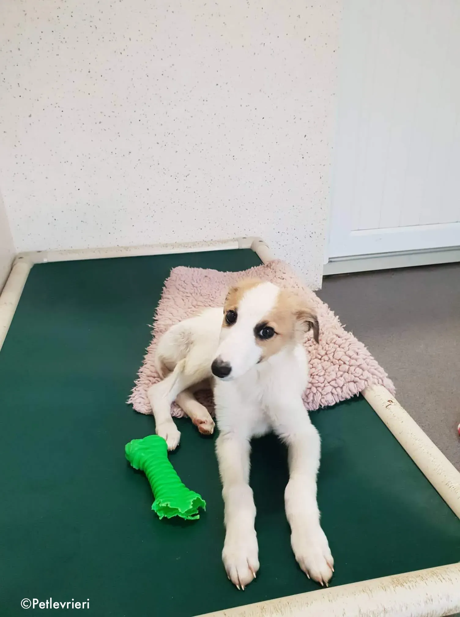 Keiko adozione levrieri greyhound 1