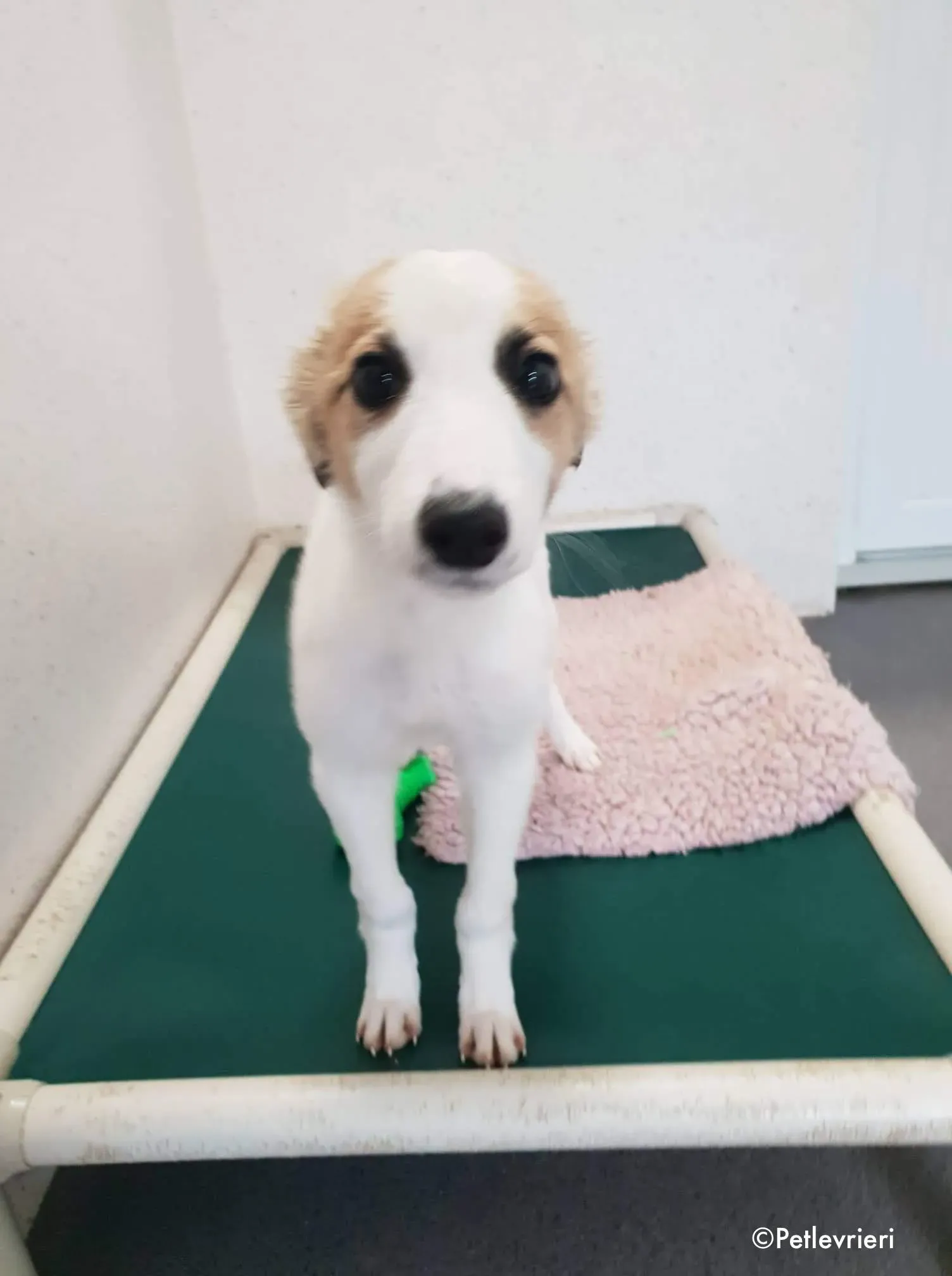 Keiko adozione levrieri greyhound 2