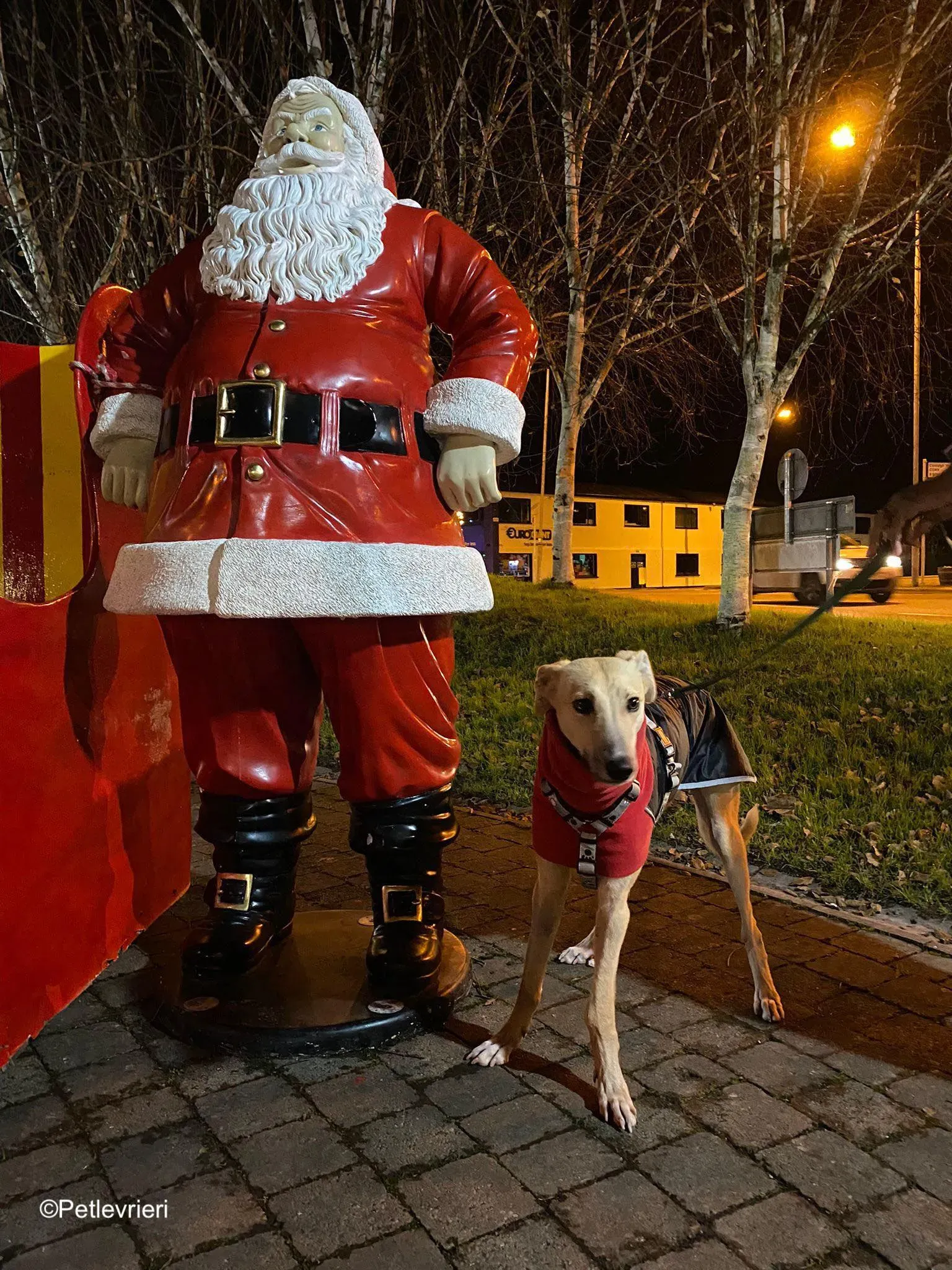 Keith adozione levrieri greyhound 2