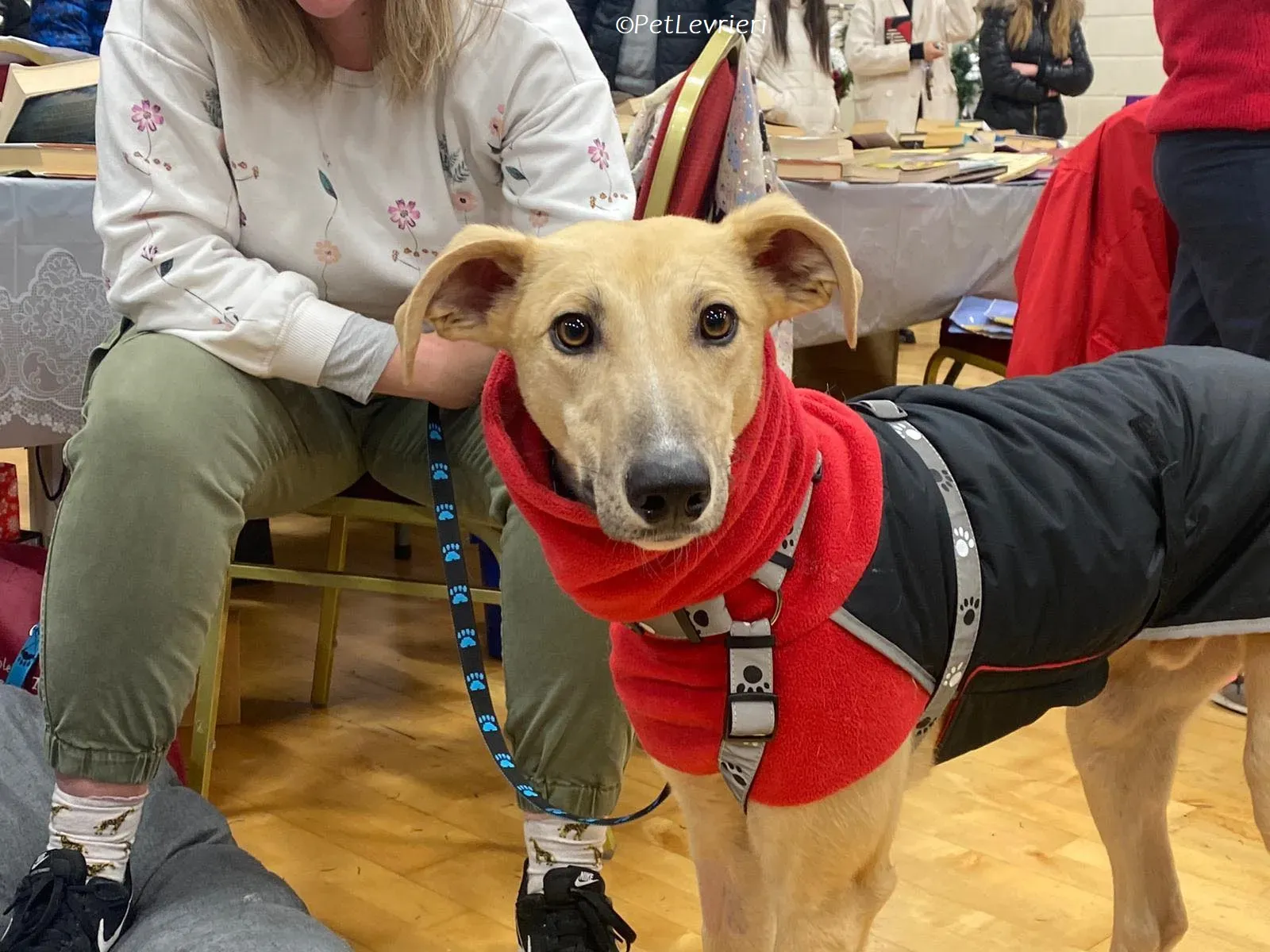 Keith adozione levrieri greyhound 5