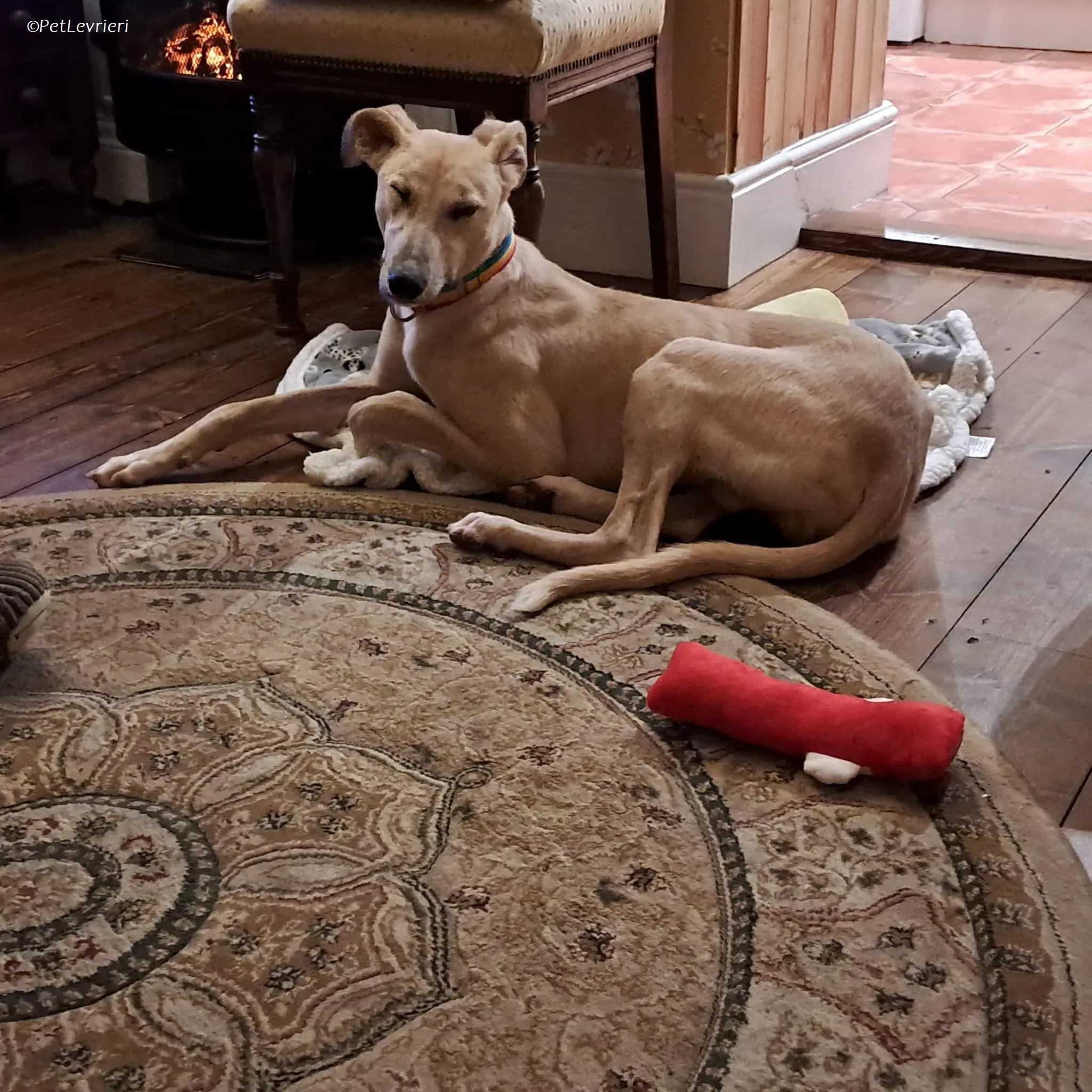 Keith adozione levrieri greyhound 8