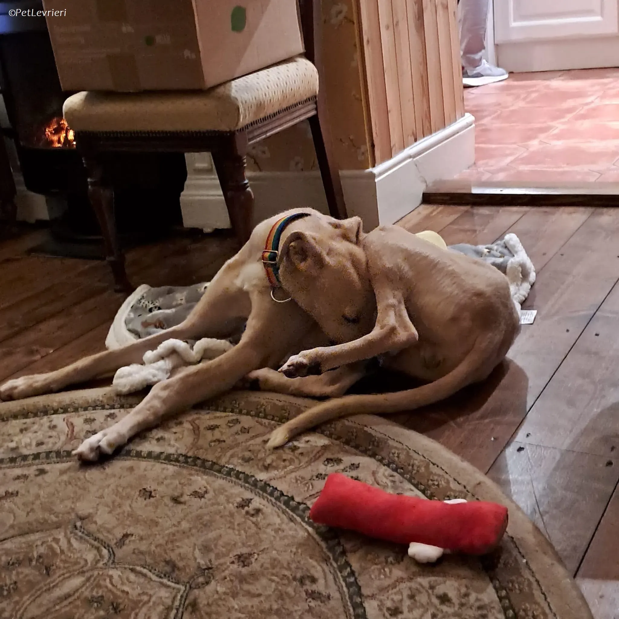 Keith adozione levrieri greyhound 9