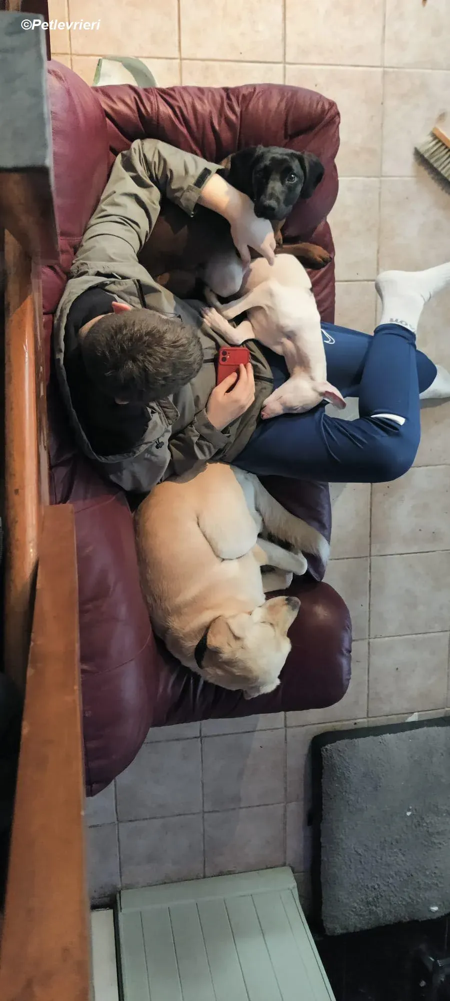 Keller adozione levrieri greyhound 10