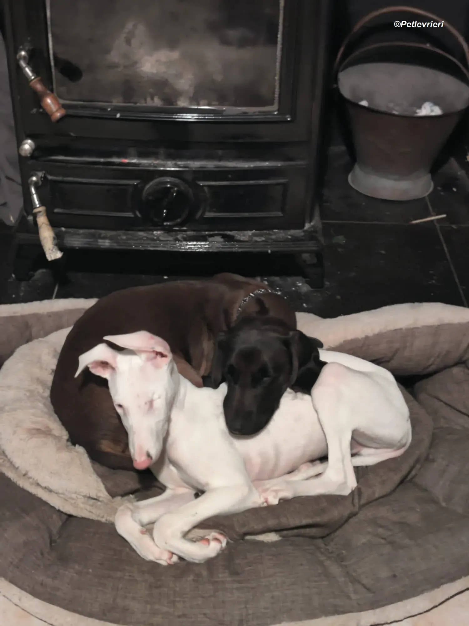 Keller adozione levrieri greyhound 12