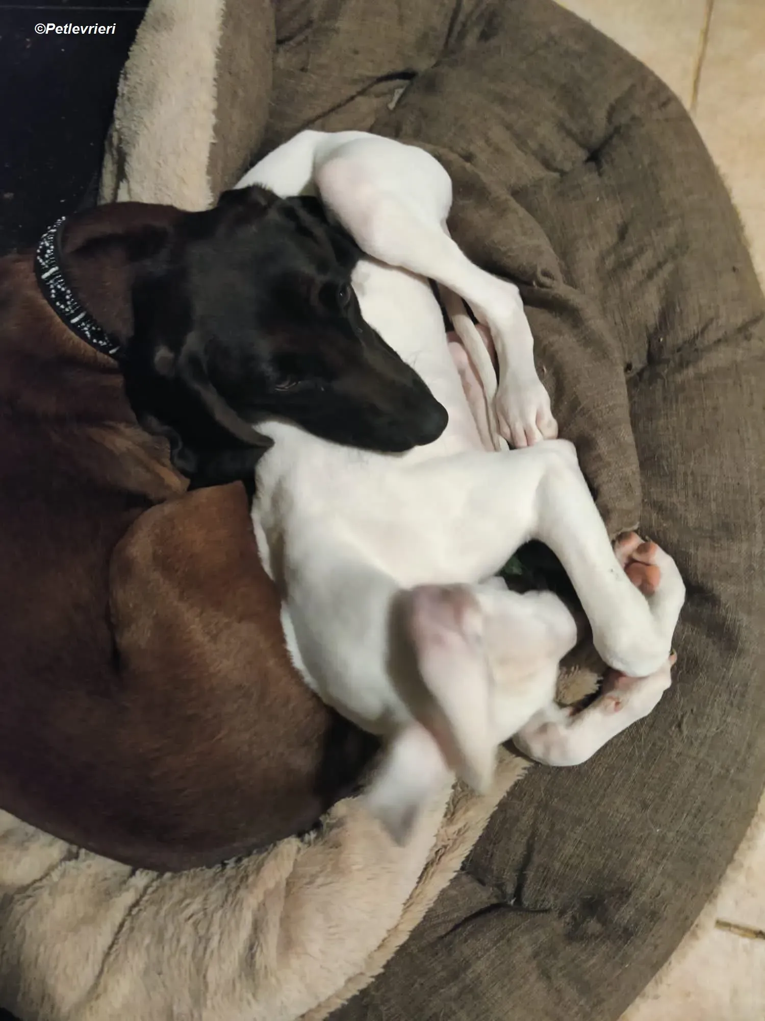 Keller adozione levrieri greyhound 13