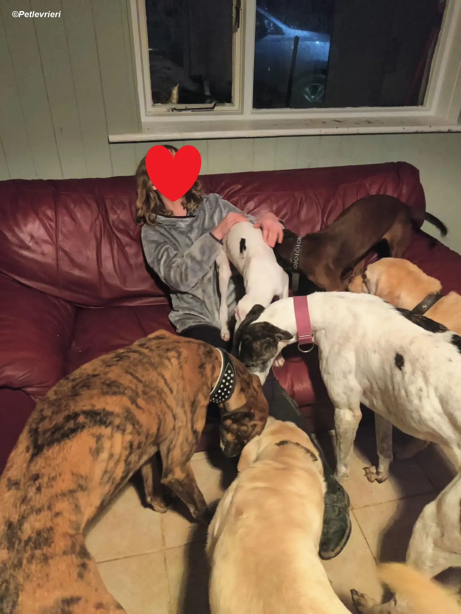 Keller adozione levrieri greyhound 14