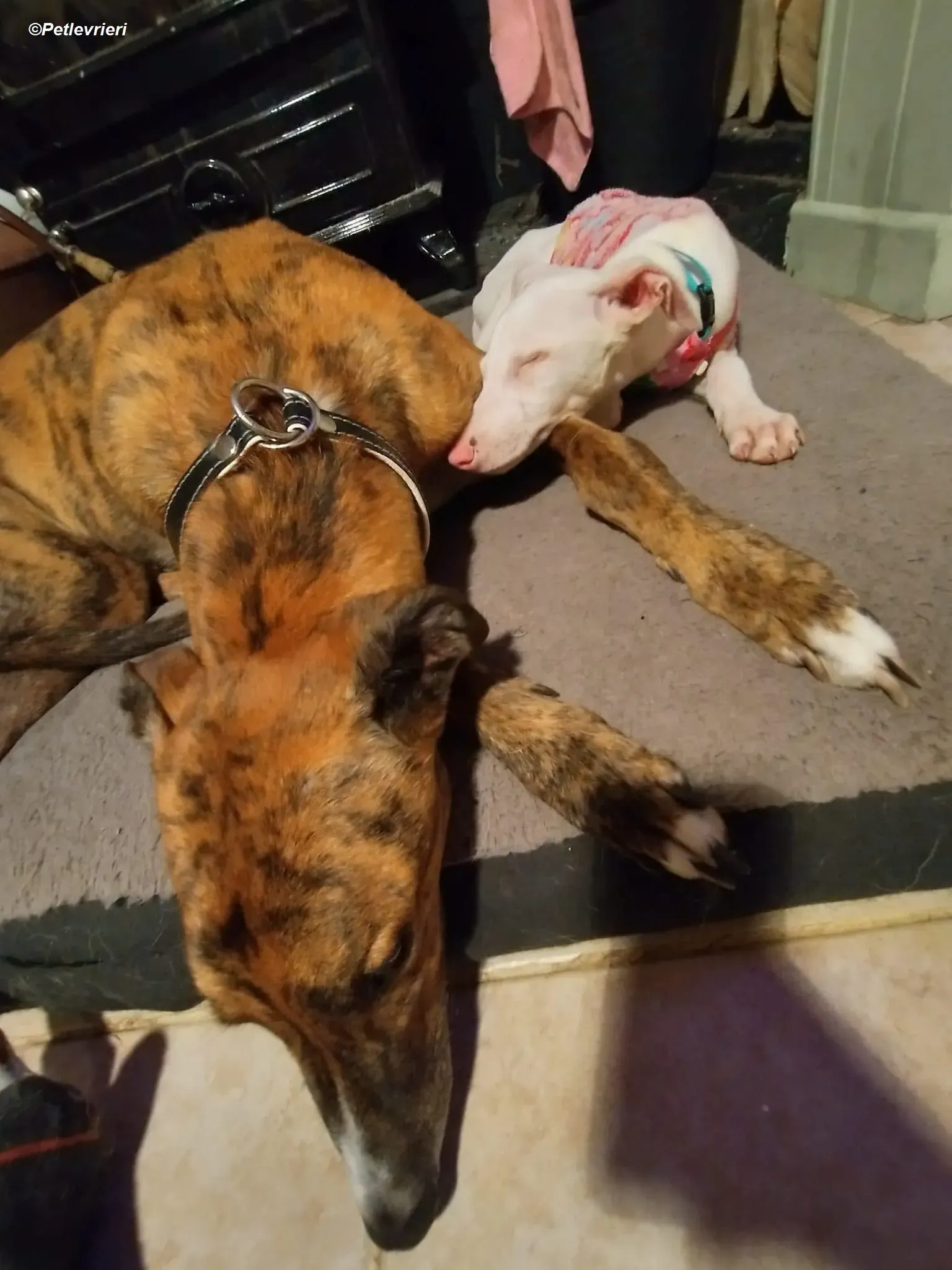 Keller adozione levrieri greyhound 15