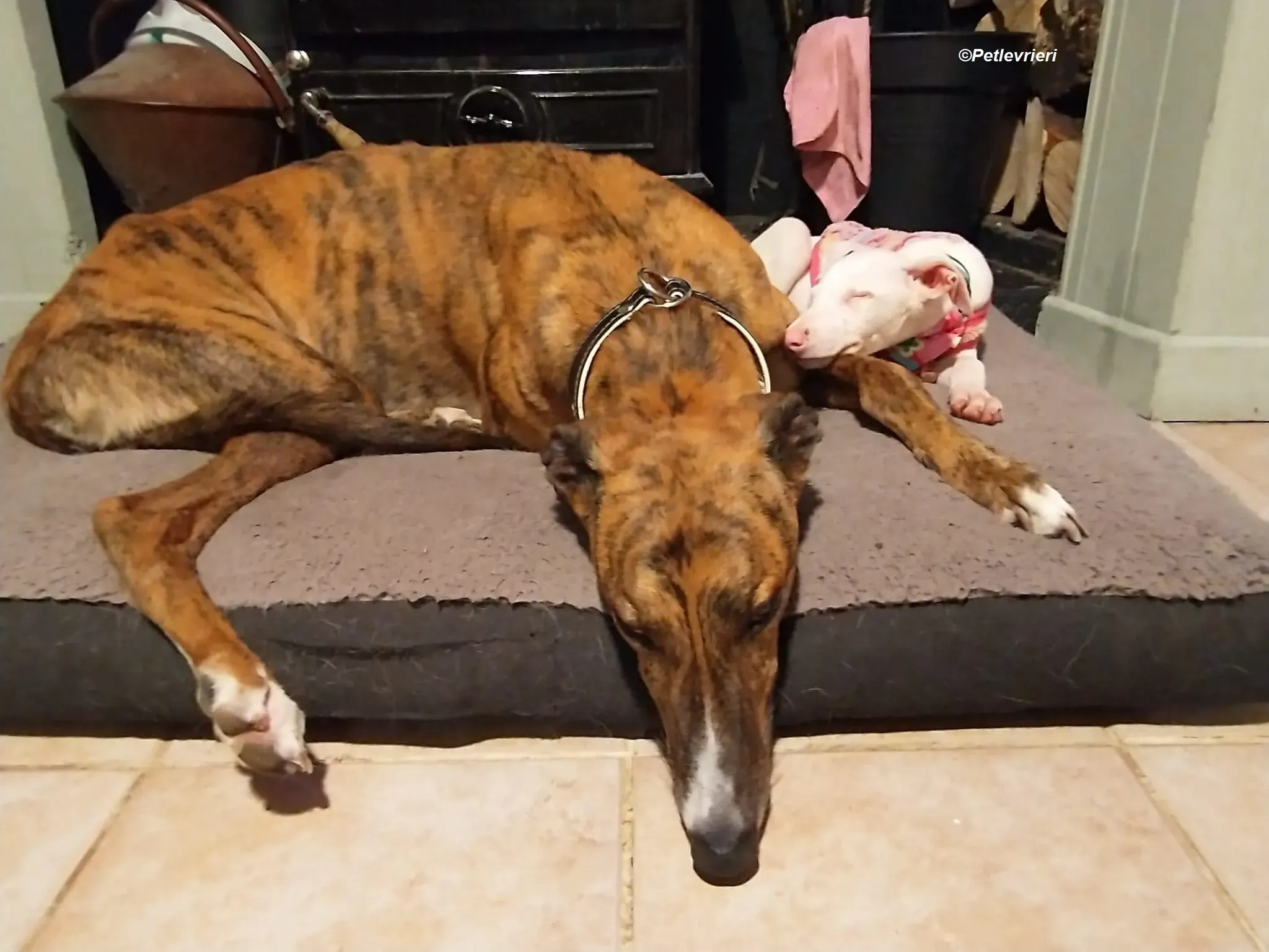 Keller adozione levrieri greyhound 16